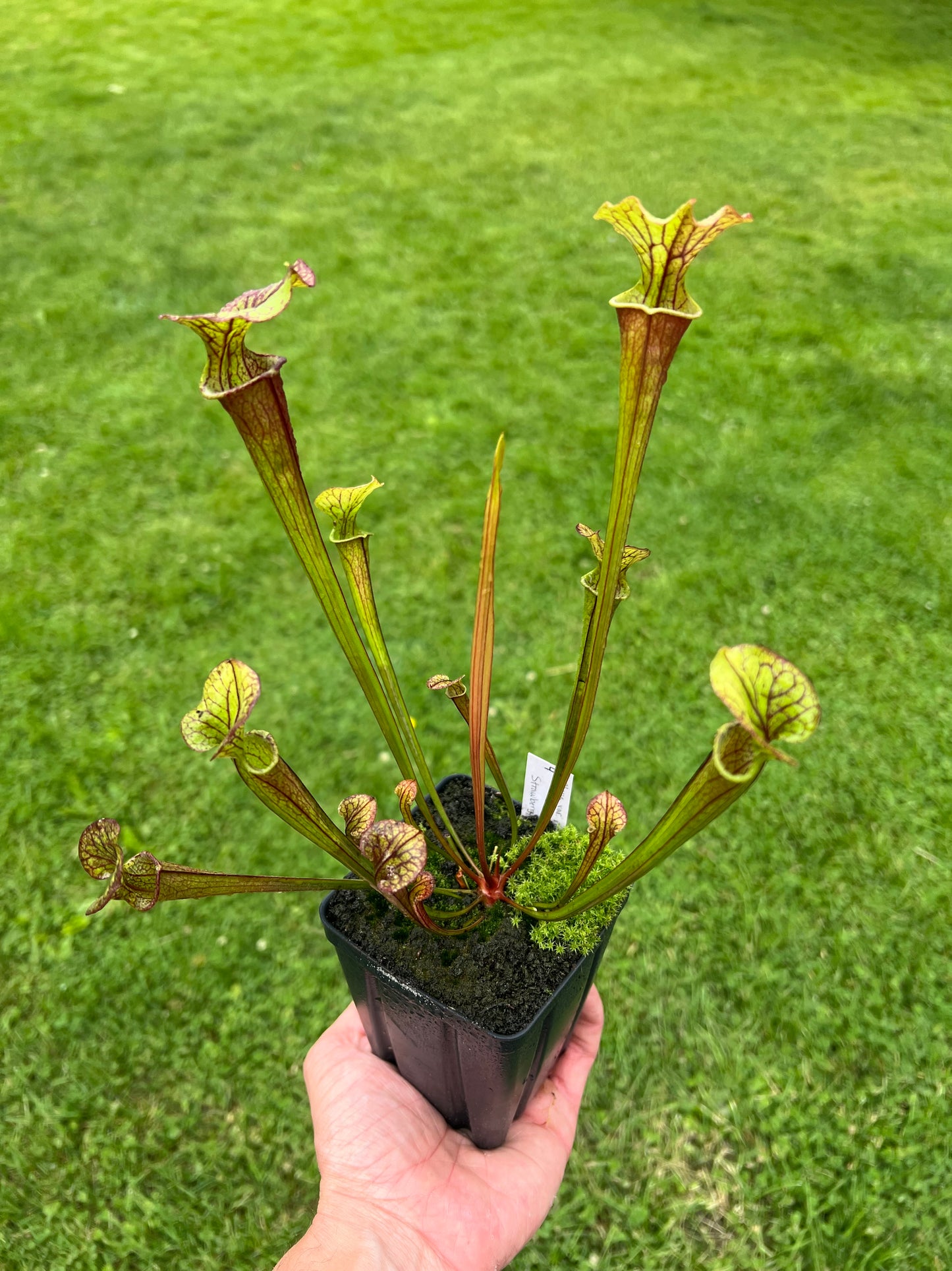 Sarracenia flava var. rubricorpora x “Strawberry Milkshake” - Seed Grown #4