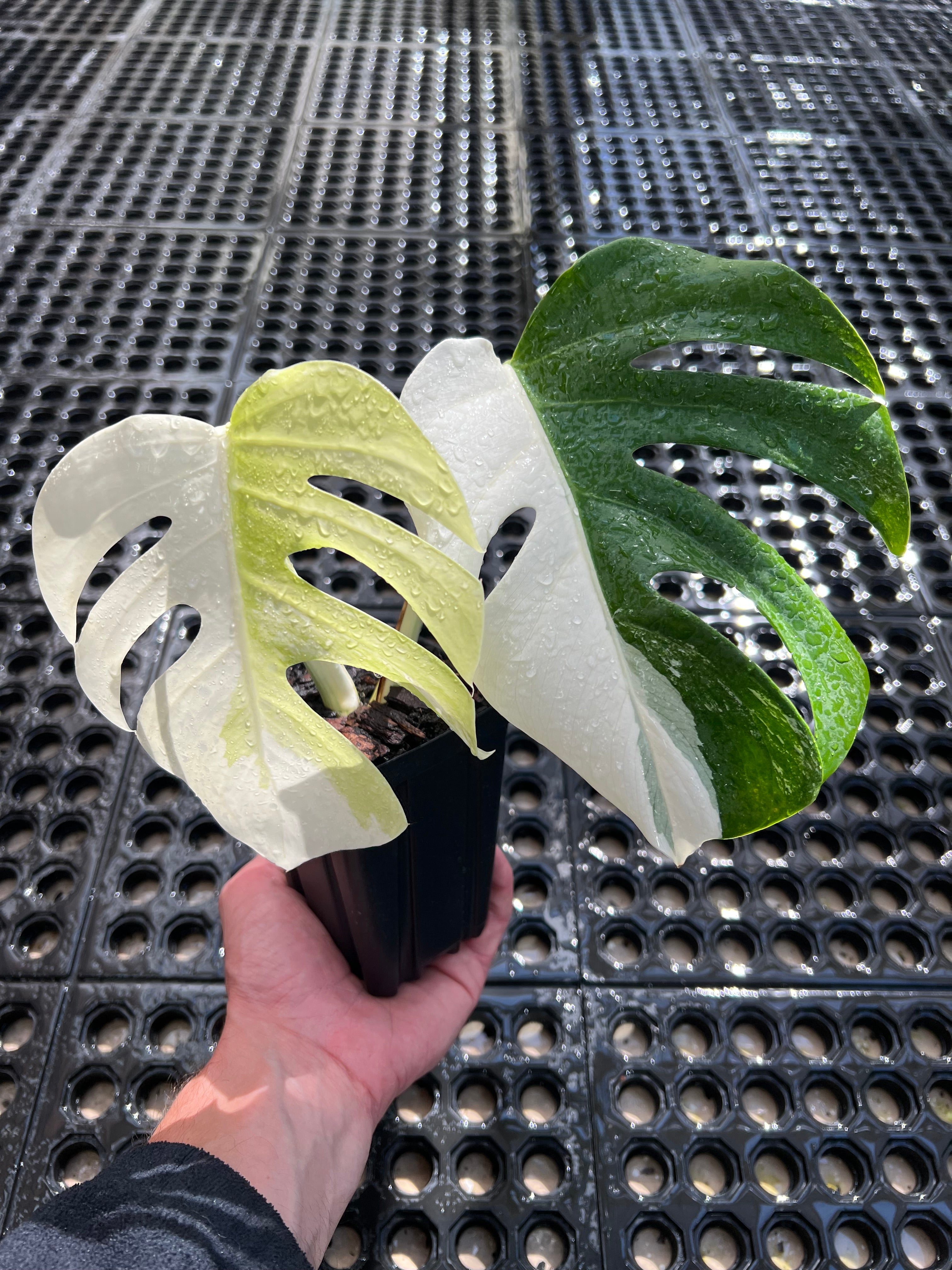 monstera deliciosa variegata borsigiana Monstera deliciosa var. borsigiana albo-variegata – Little Carnivores