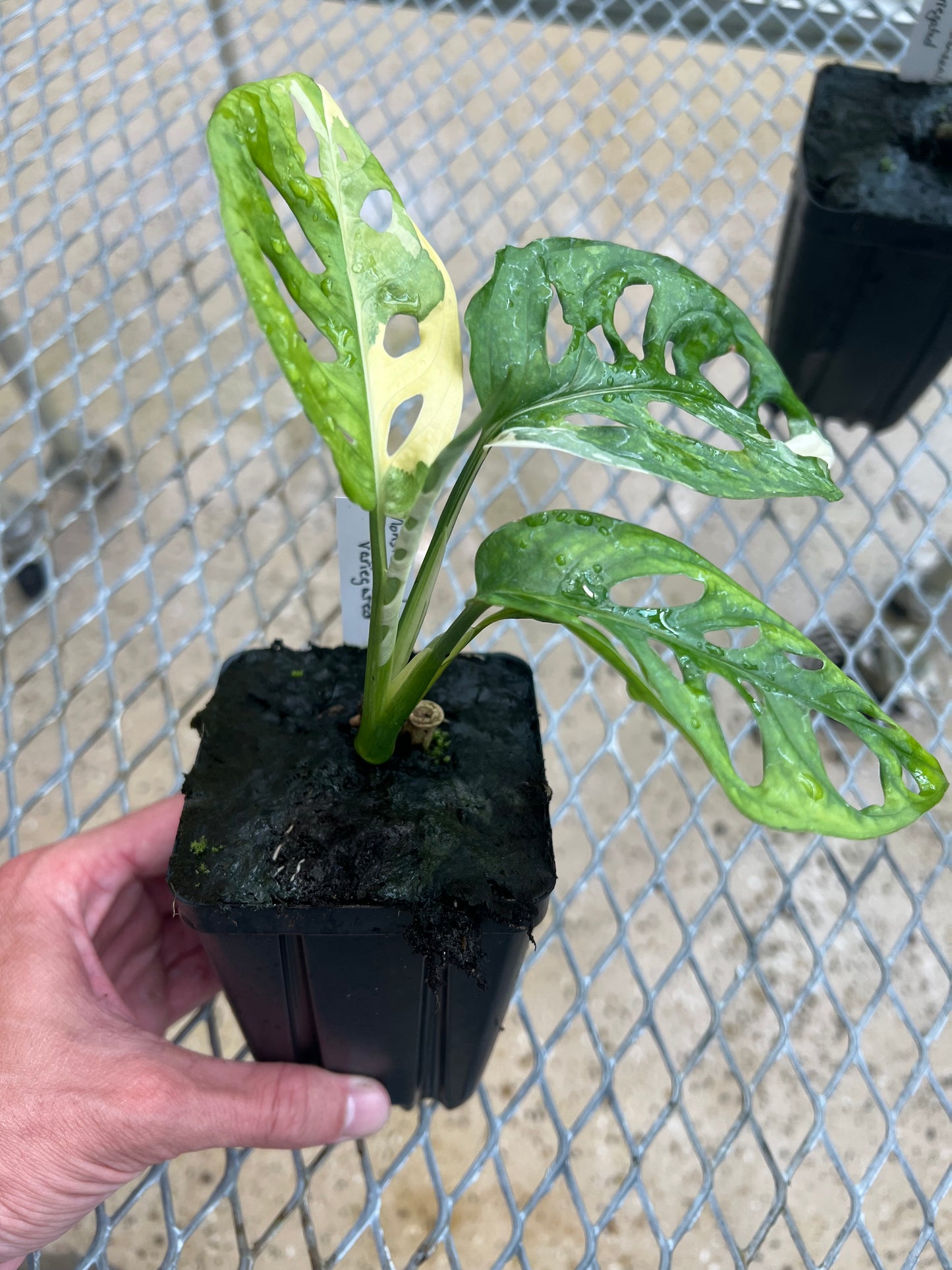 Monstera adansonii “Tricolor” LC