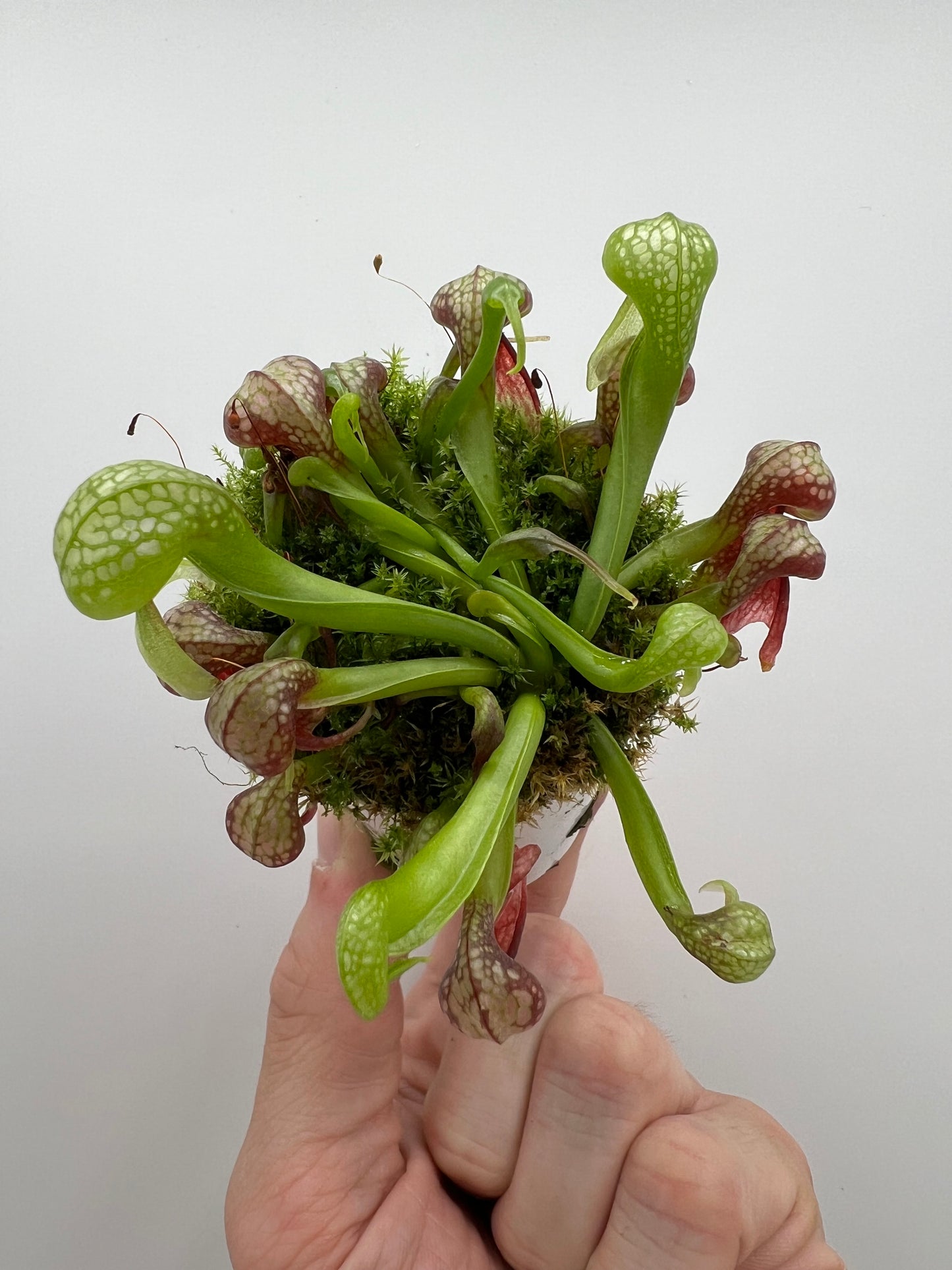 Darlingtonia californica (Cobra Pitcher Plant) - Seed Grown #167