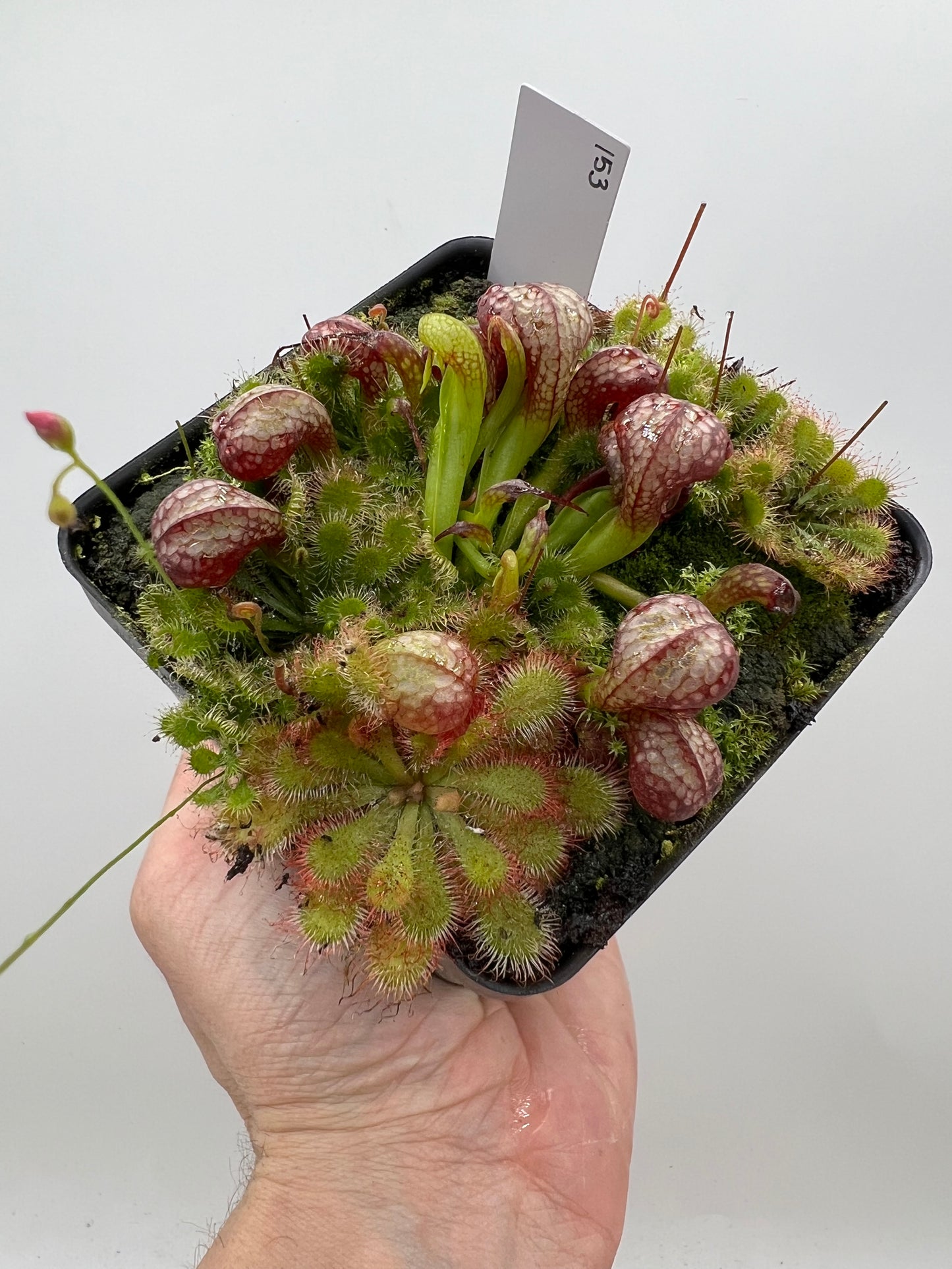 Darlingtonia californica (Cobra Pitcher Plant) - Seed Grown #153