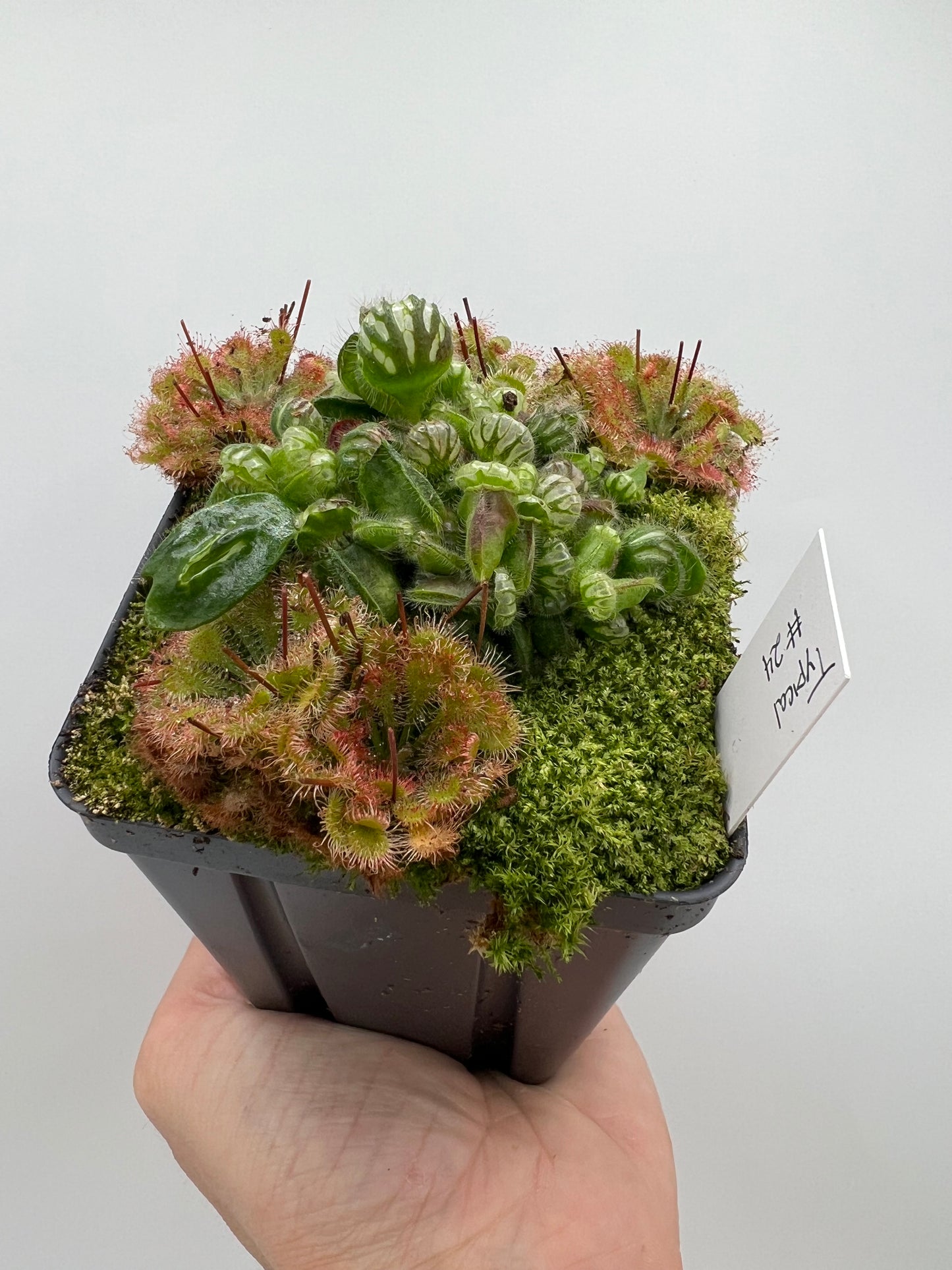 Cephalotus follicularis - Typical #24