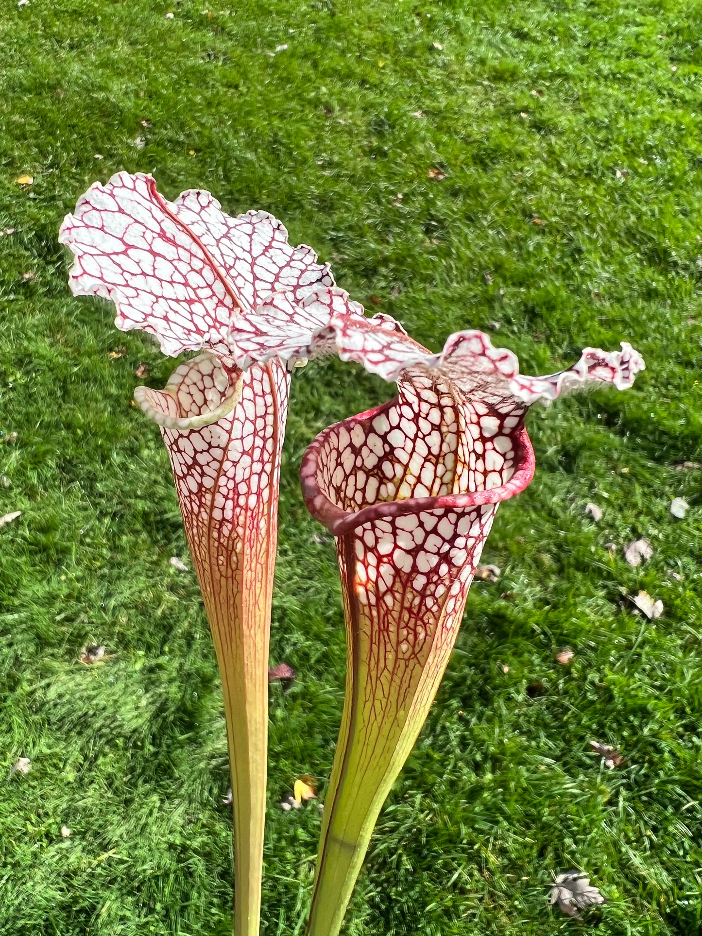 Sarracenia leucophylla (Leah Wilkerson’s Bog, Walton Co, FL) - Seed Grown