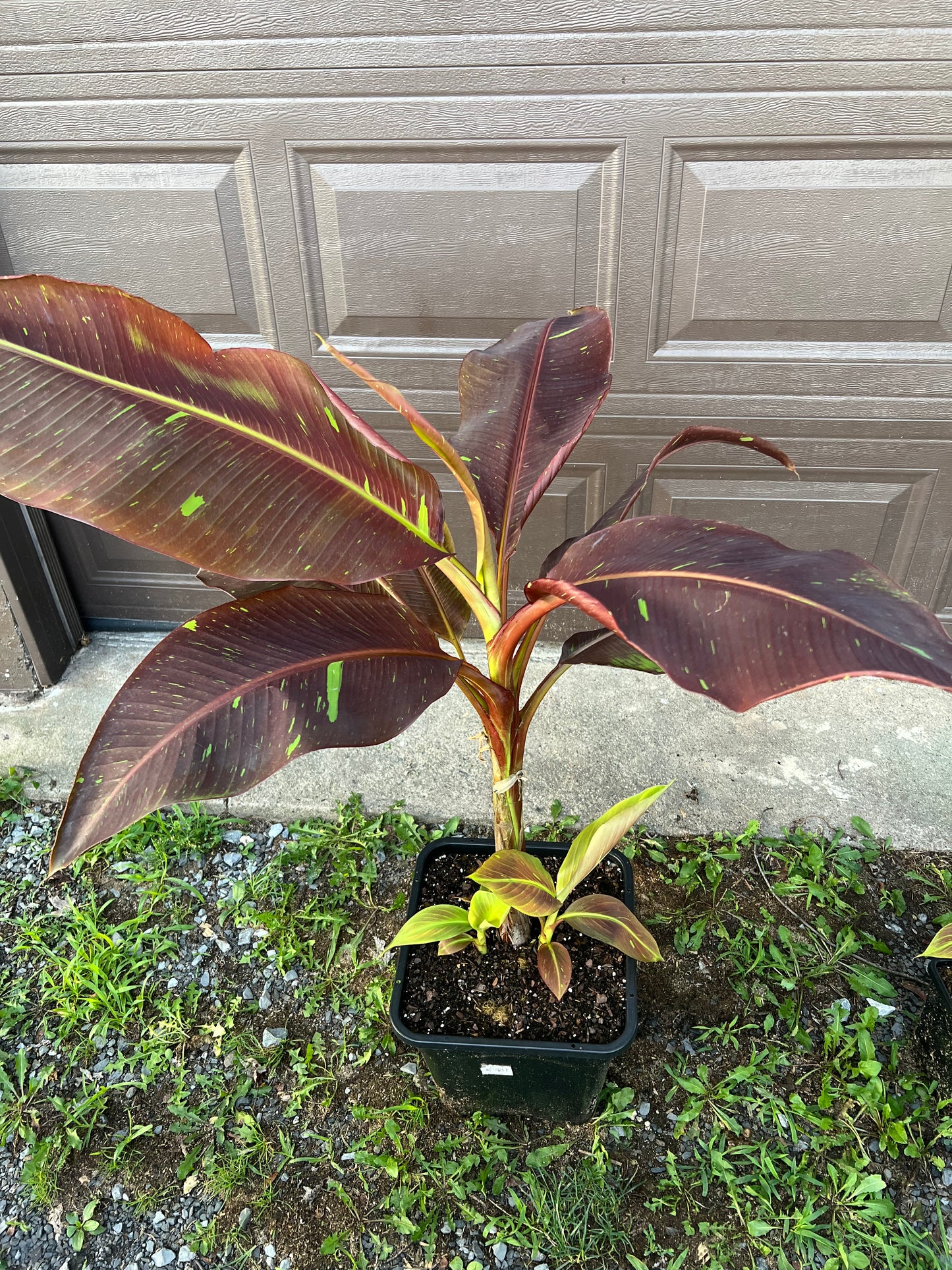 Musa ‘Siam Ruby’