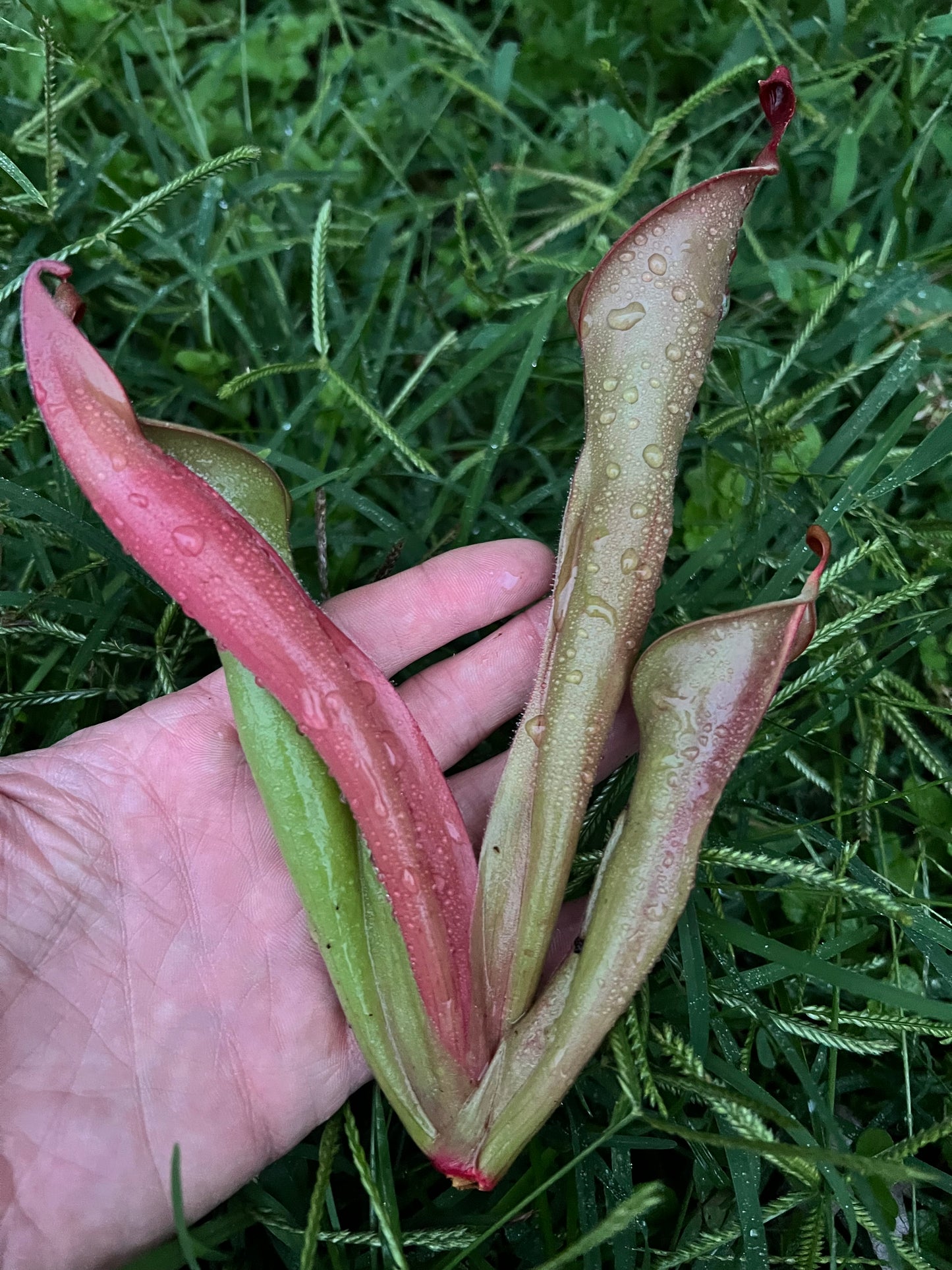 Heliamphora “Godzilla” - Fresh Divisions