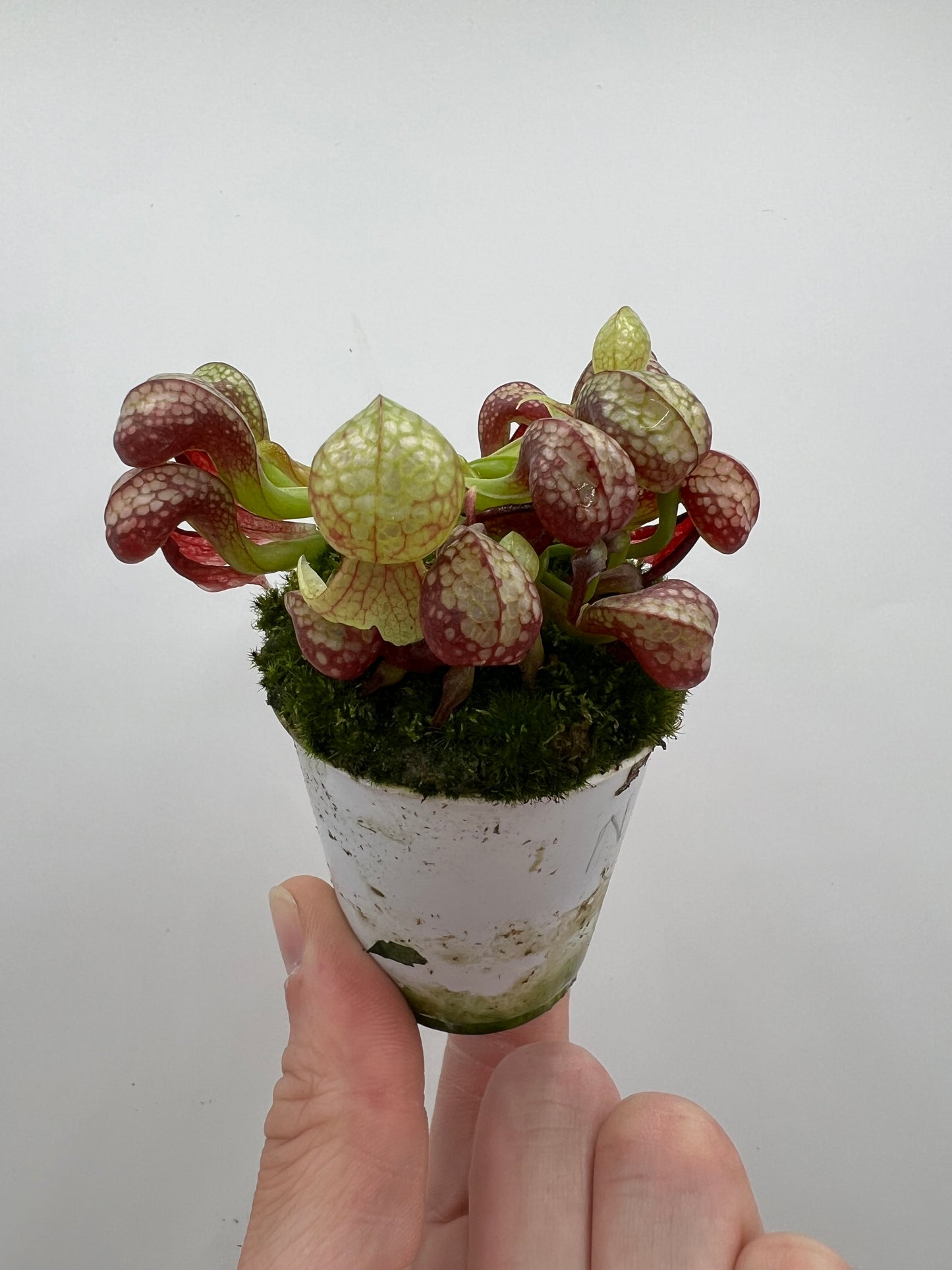 Darlingtonia californica (Cobra Pitcher Plant) - Seed Grown #160