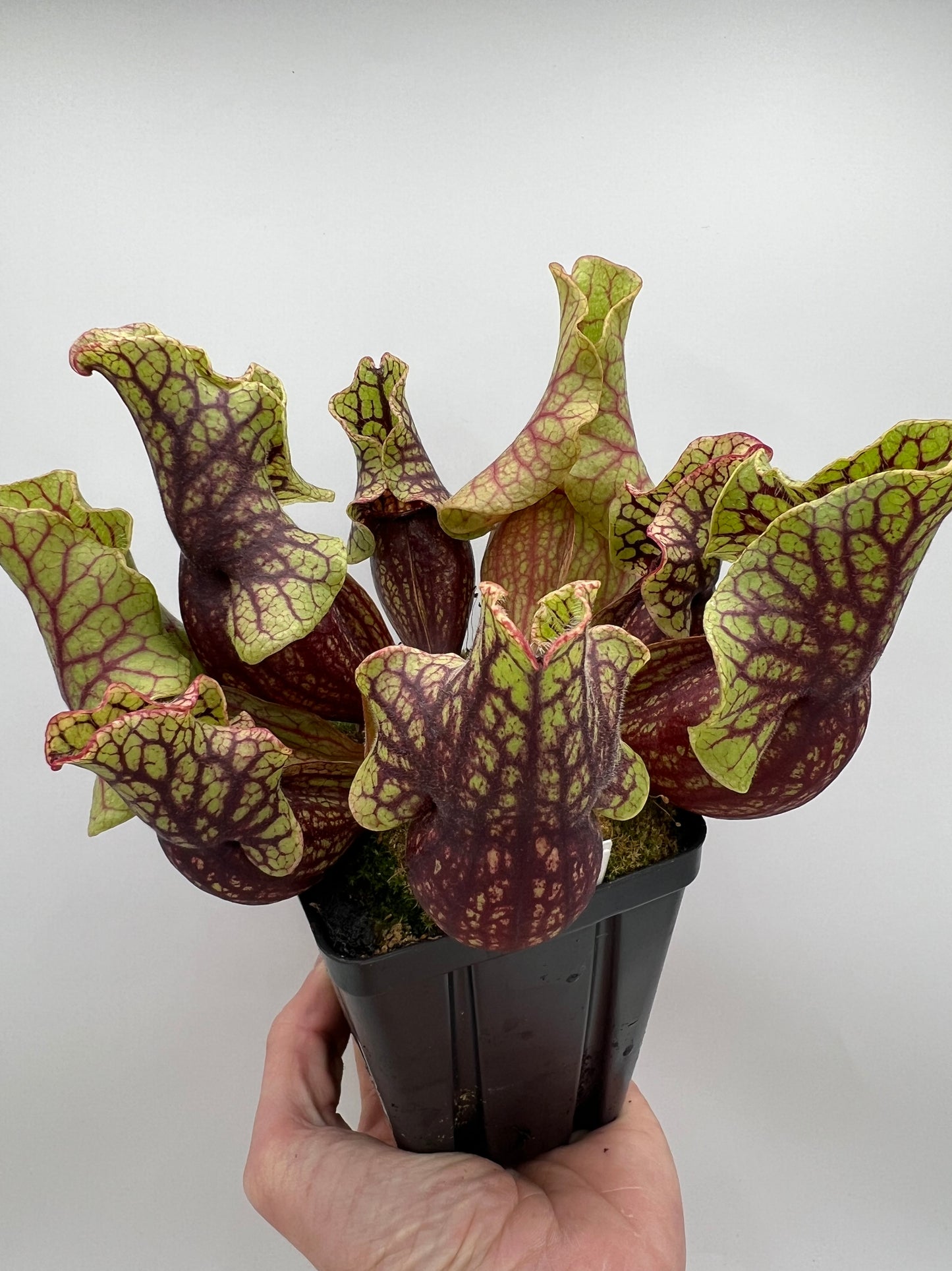 Sarracenia purpurea ssp. venosa “Little Carnivores” - Seed Grown #27