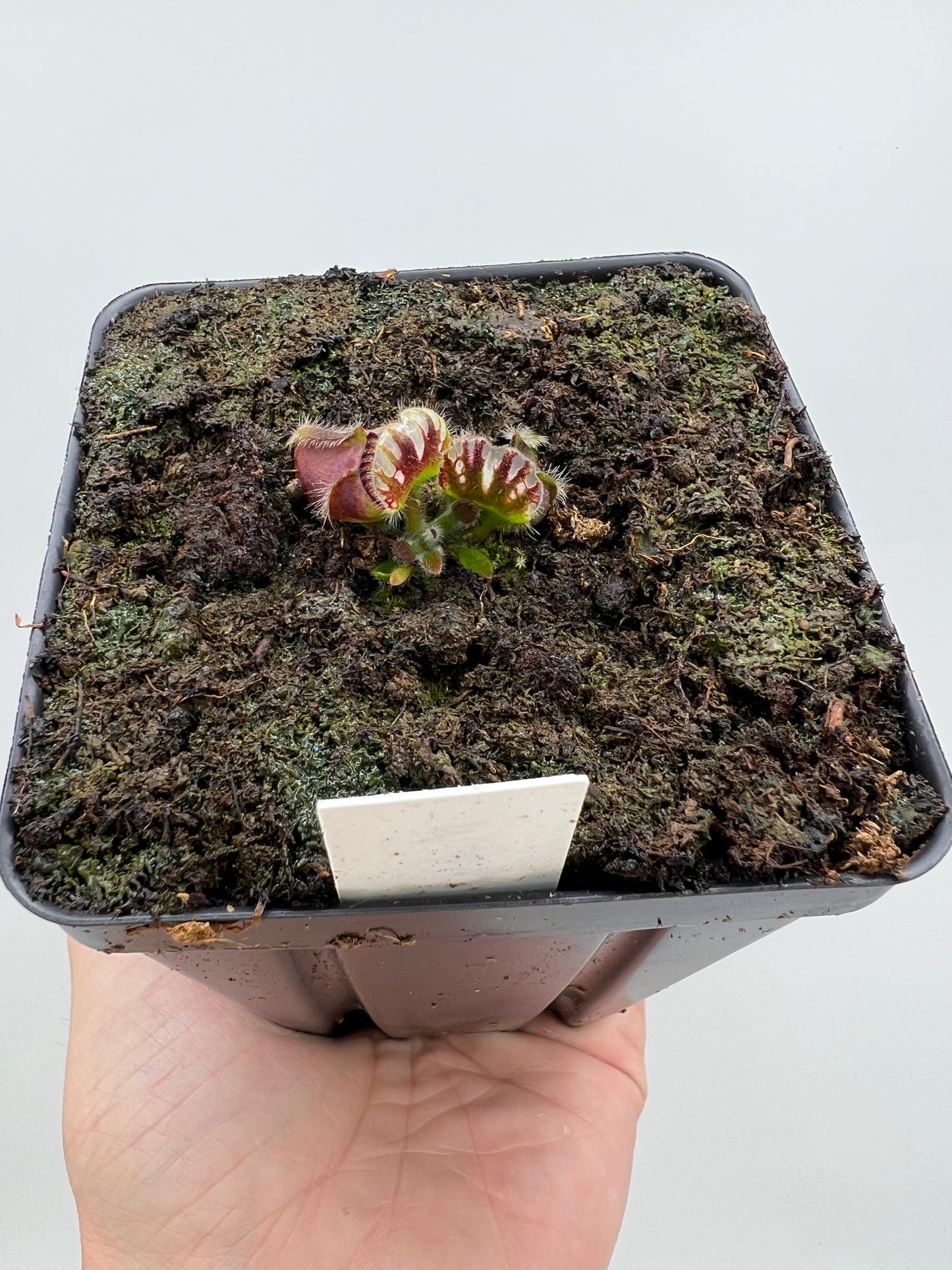 Cephalotus follicularis “Mighty Midget” - *Rare*