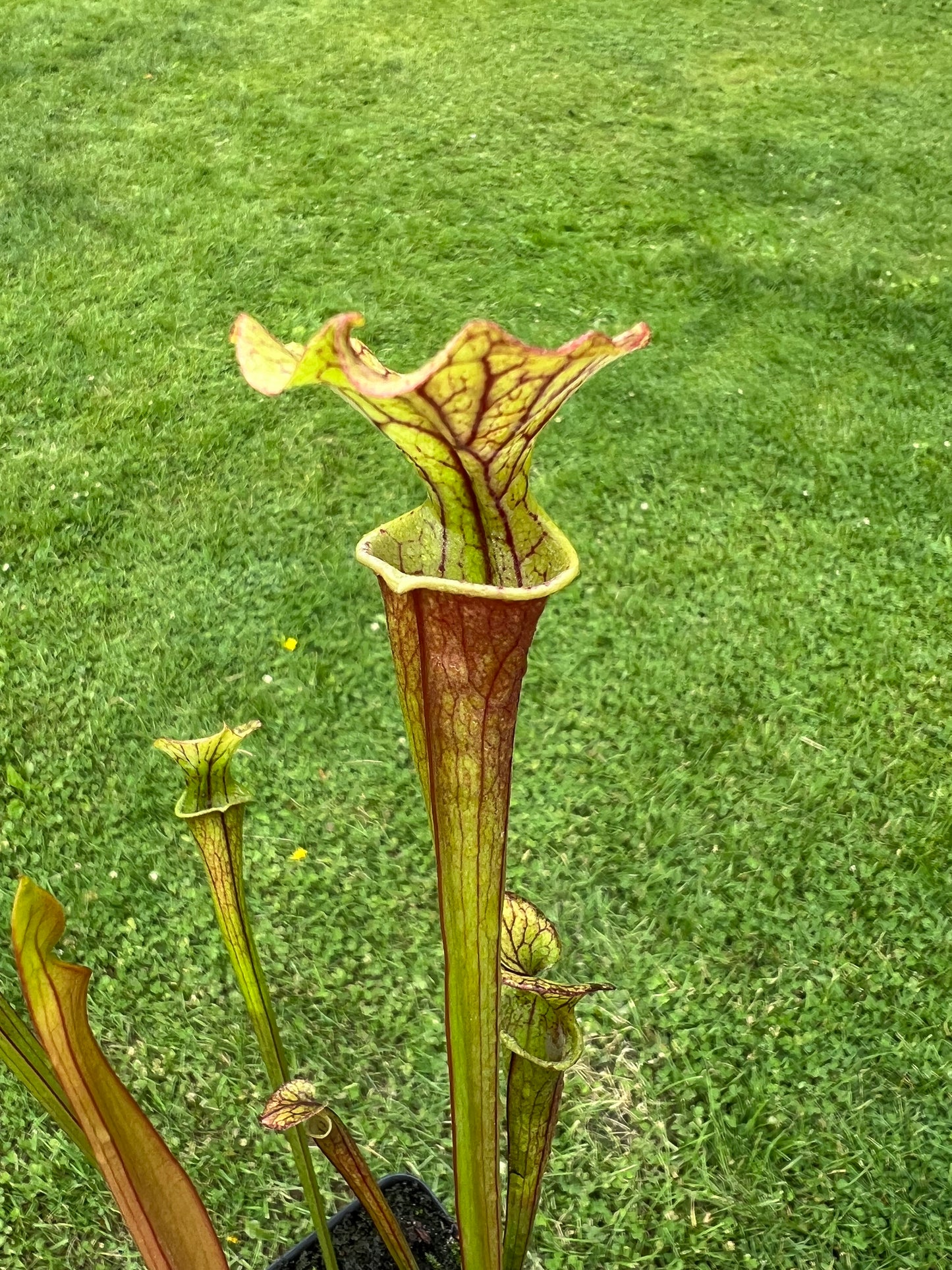 Sarracenia flava var. rubricorpora x “Strawberry Milkshake” - Seed Grown #4