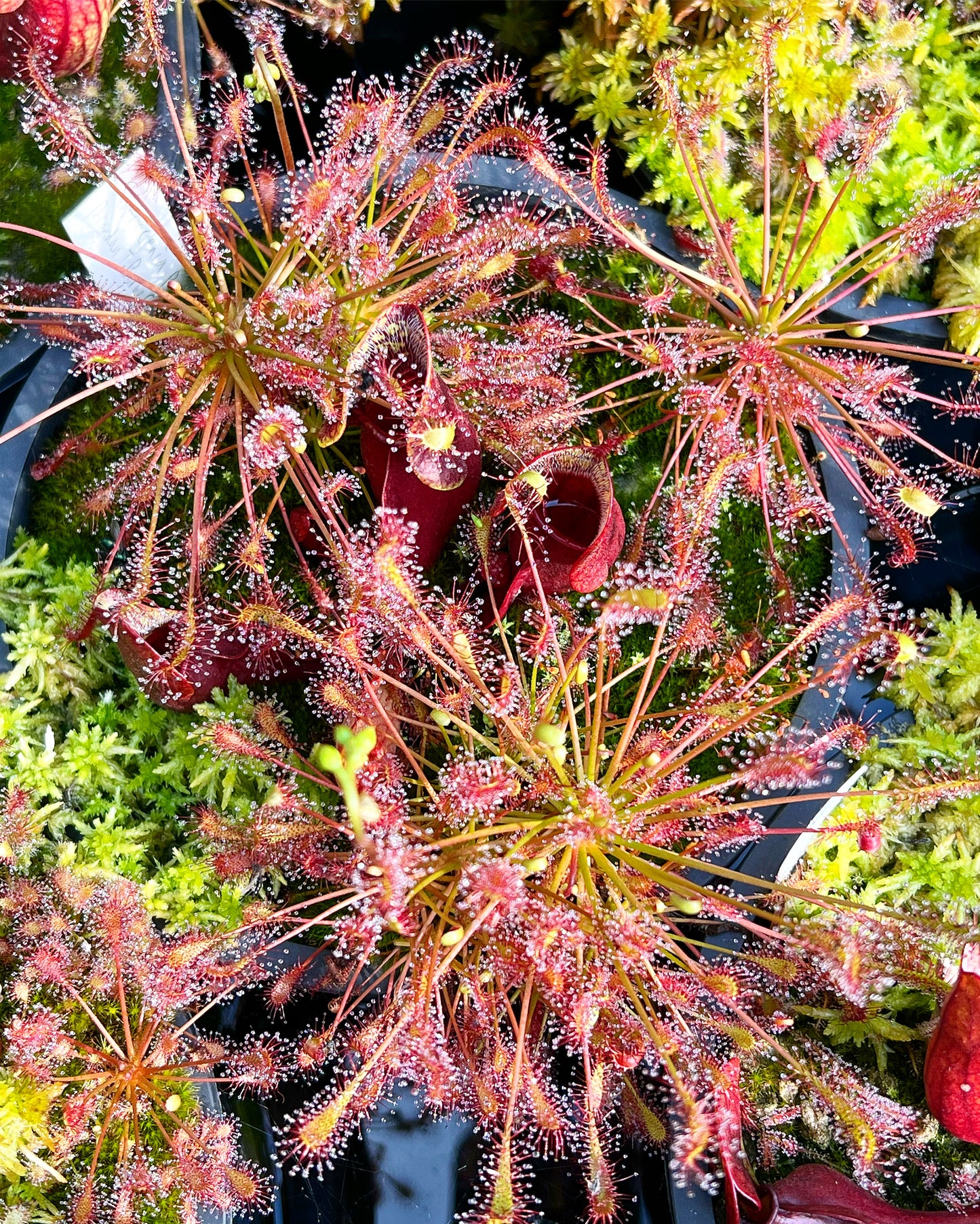 Drosera intermedia - Large, Bare Root (Dormant)