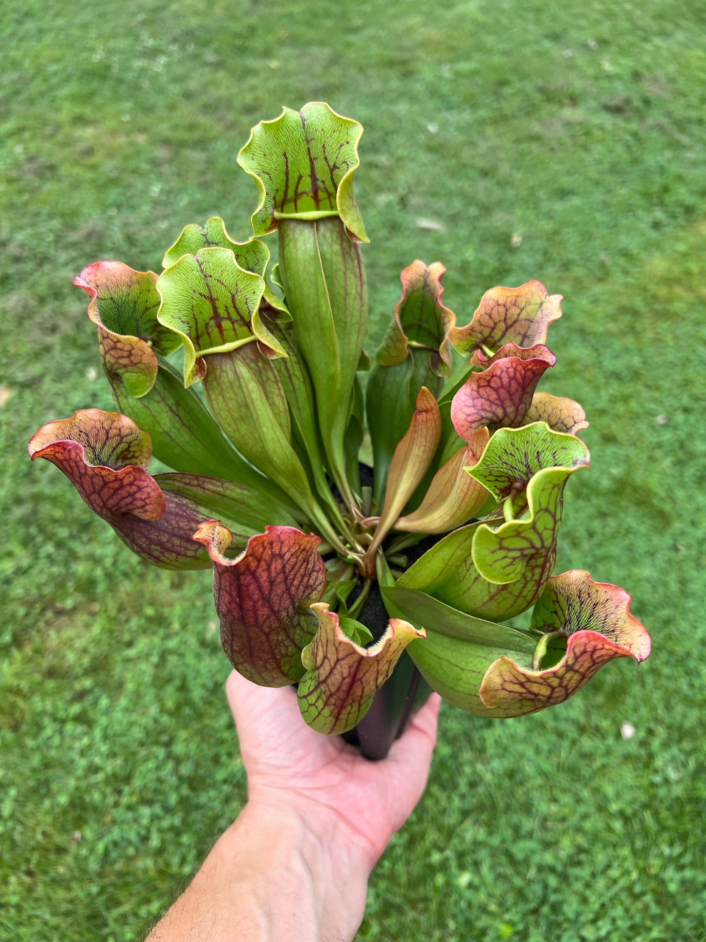 Sarracenia purpurea ssp. purpurea (Norfolk Co, MA) x (Bruce Co, Ontario Canada) - Seed Grown #19