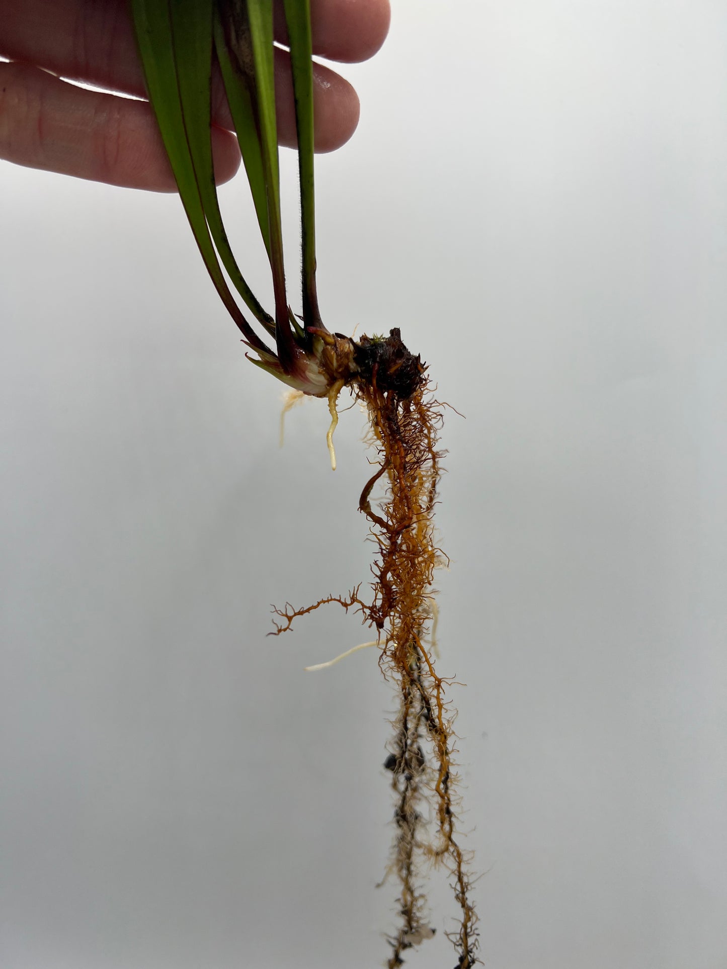 Sarracenia leucophylla “Red” (Mark Eley) - *Rare*