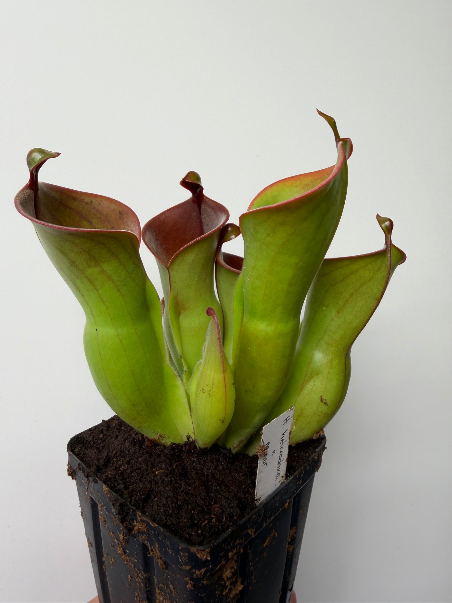 Heliamphora heterodoxa x minor