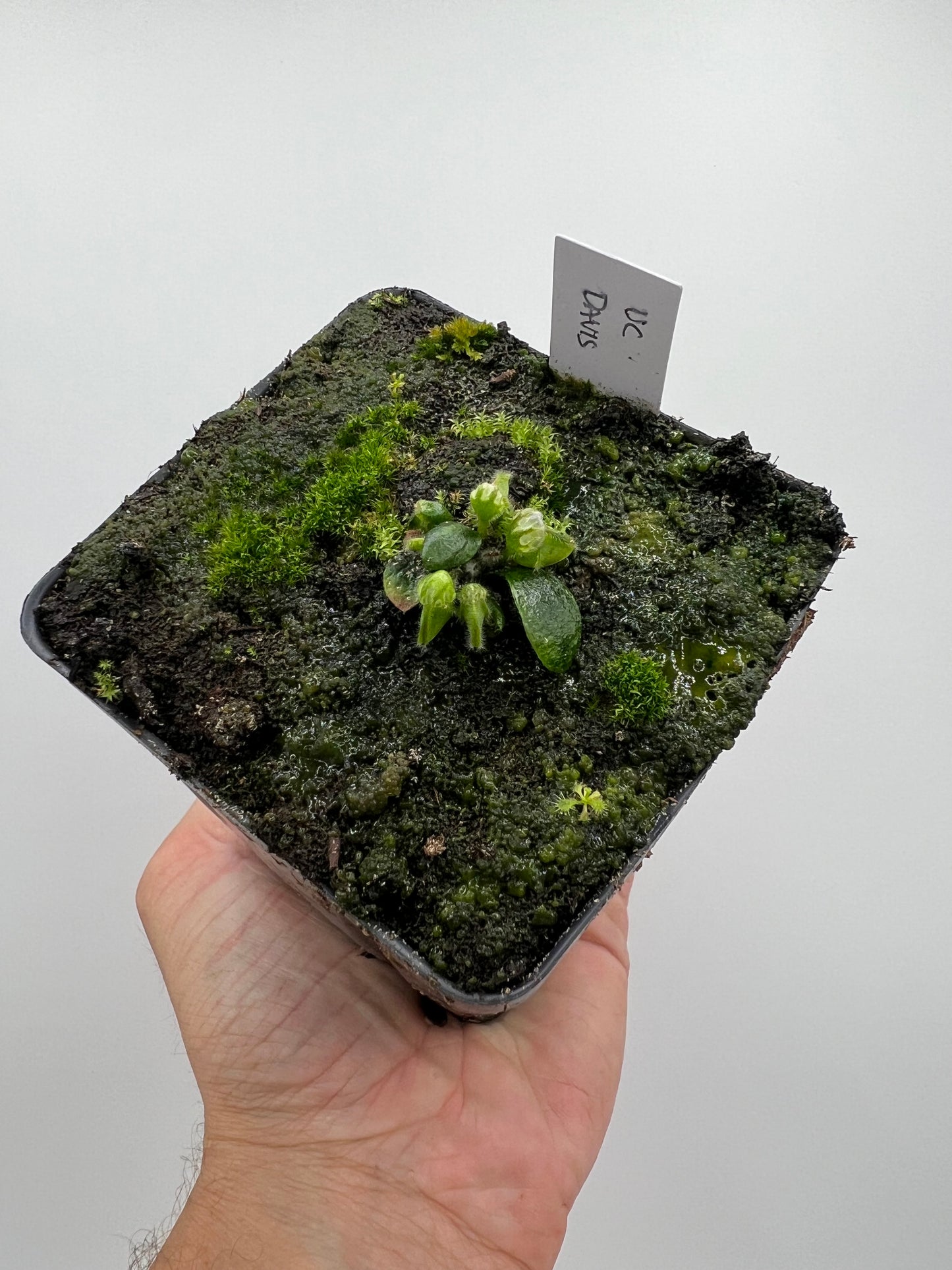 Cephalotus follicularis “UC Davis”