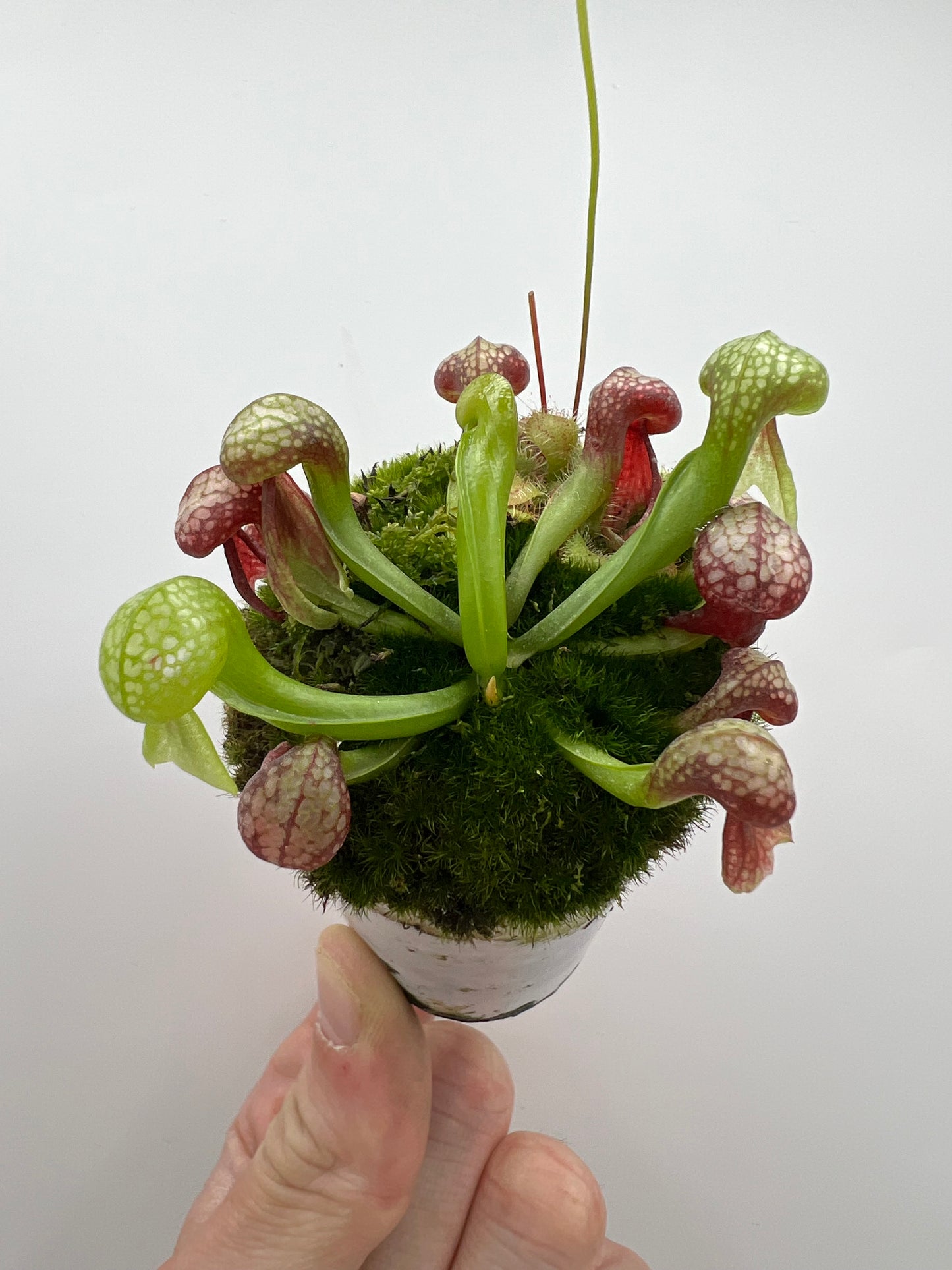 Darlingtonia californica (Cobra Pitcher Plant) - Seed Grown #171