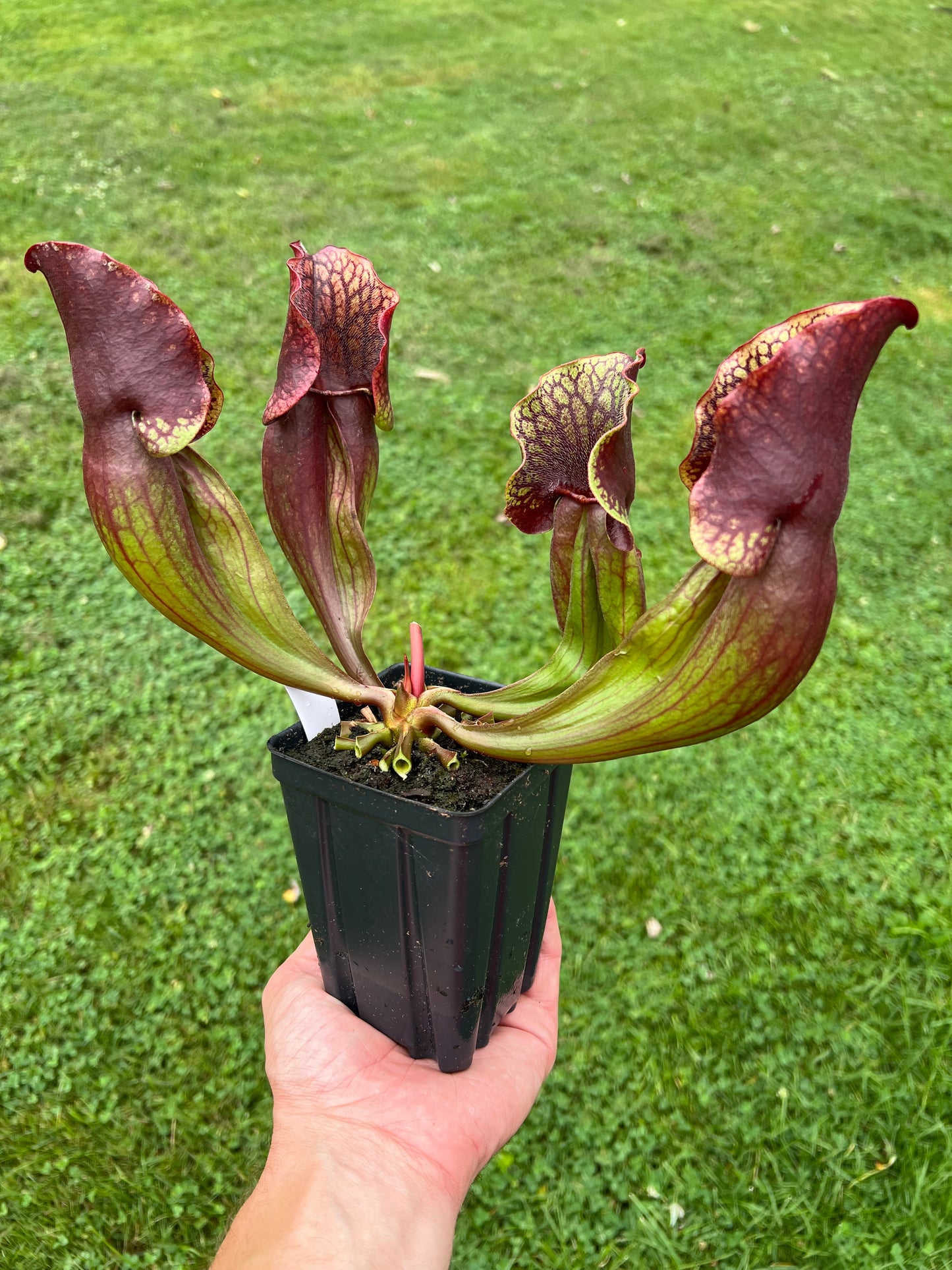 Sarracenia purpurea ssp. purpurea “Special” #8