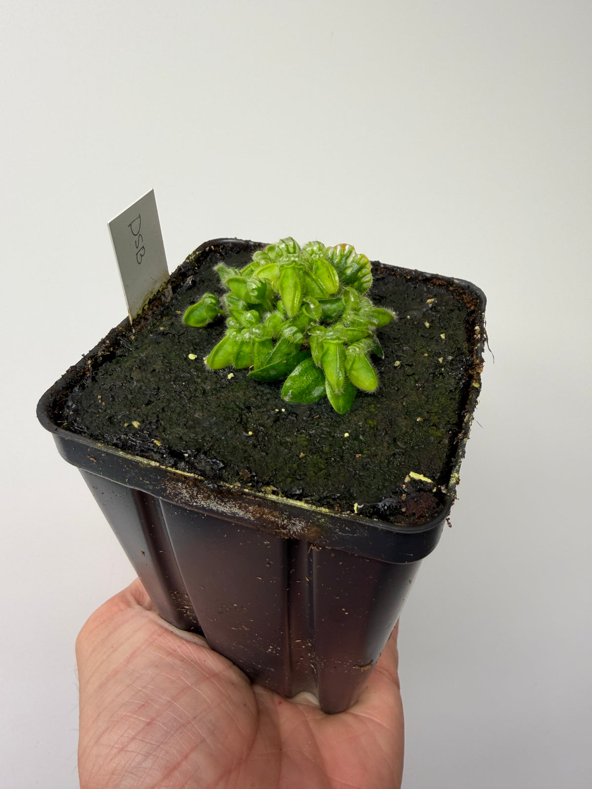 Cephalotus follicularis “David Švarc Black” #10 - *Rare*