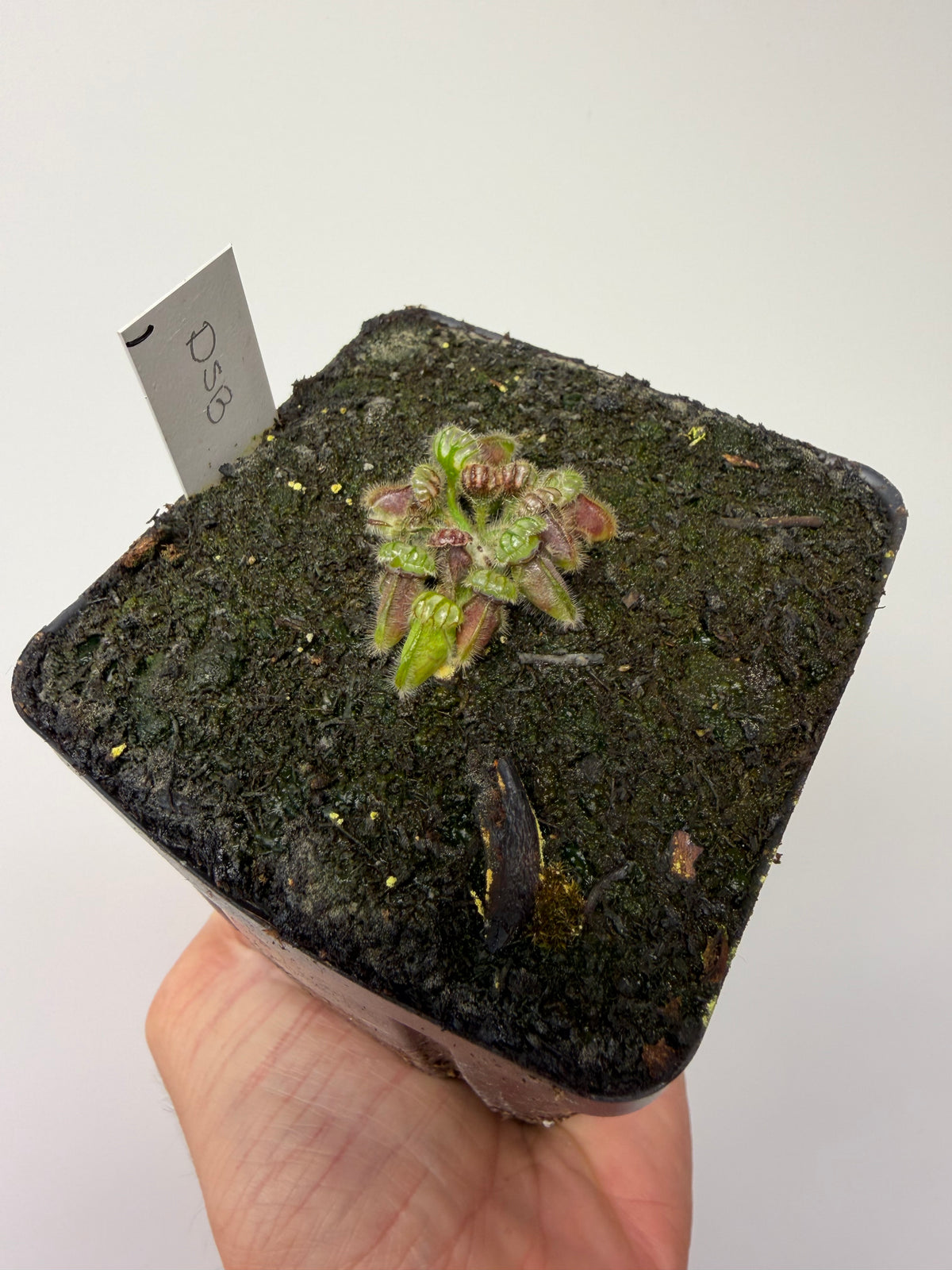 Cephalotus follicularis “David Švarc Black” #1 - *Rare*