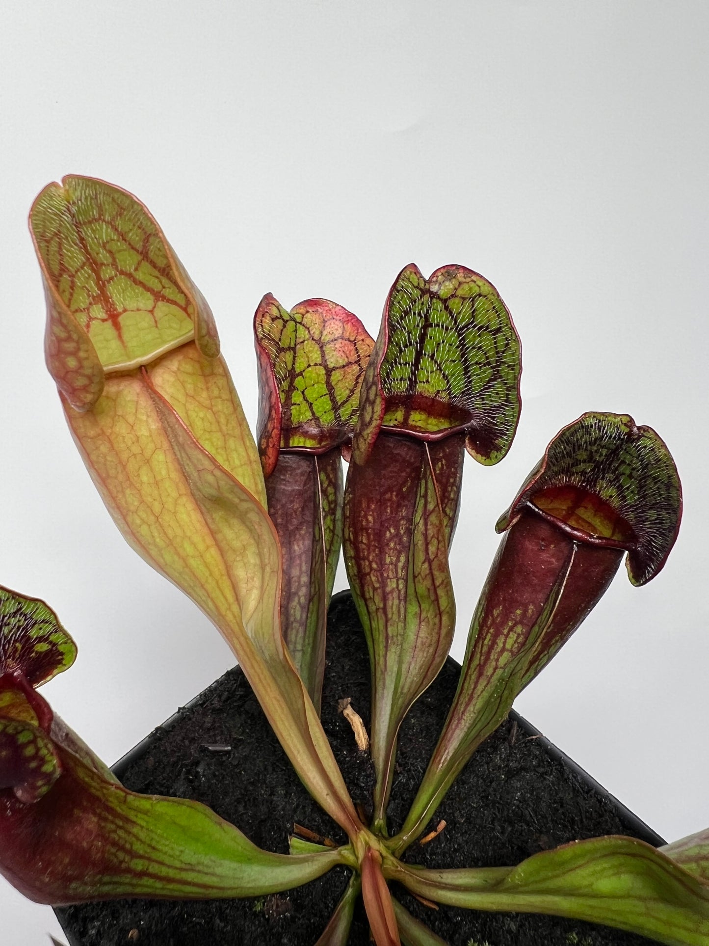Sarracenia purpurea ssp. purpurea (Pike County, PA) - *Rare* - Seed Grown #10
