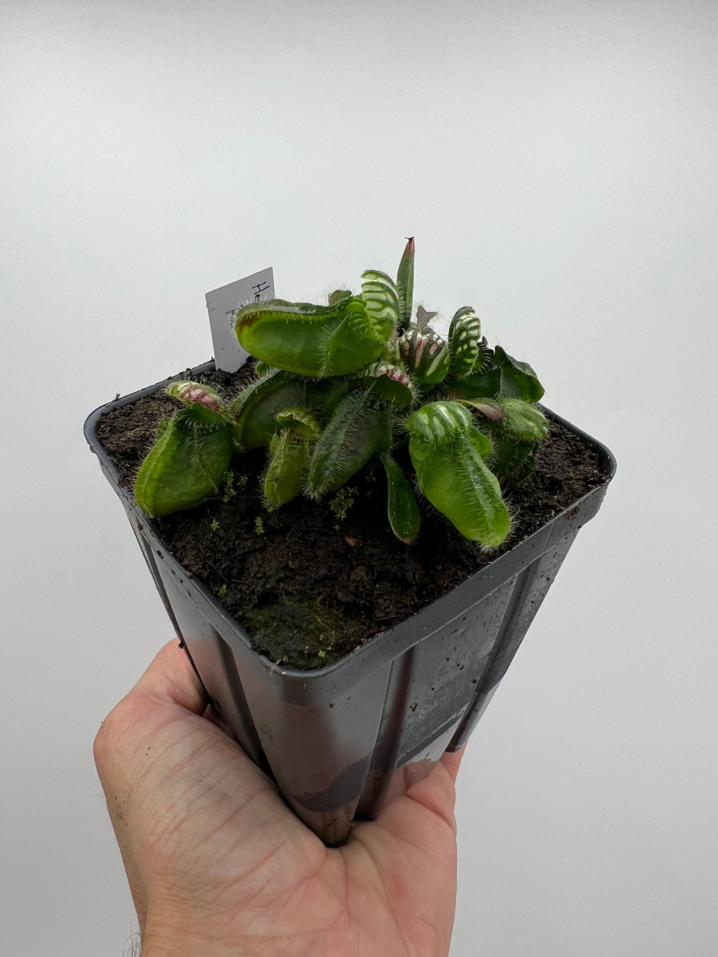 Cephalotus follicularis “Hampshire Red”