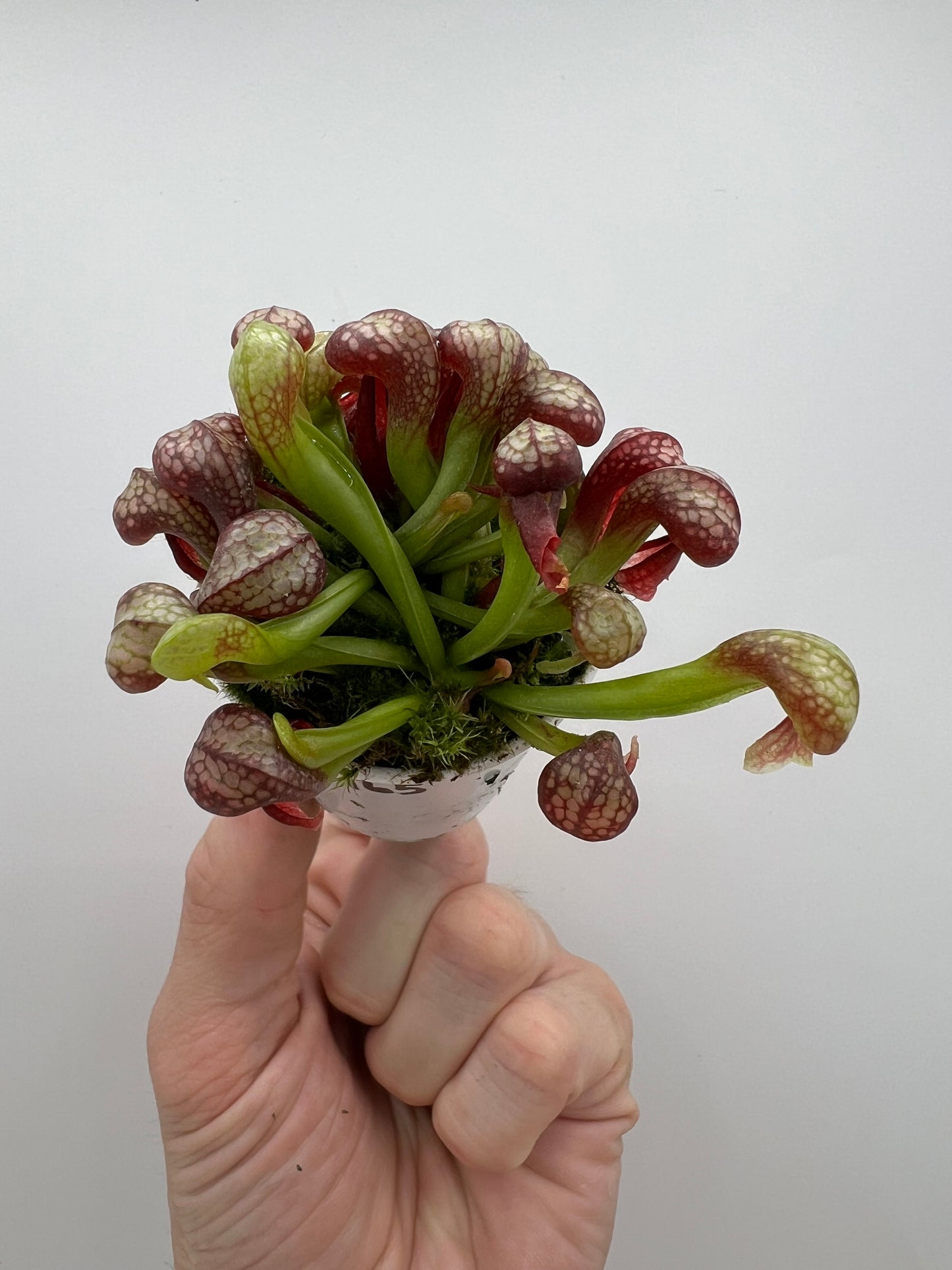 Darlingtonia californica (Cobra Pitcher Plant) - Seed Grown #165