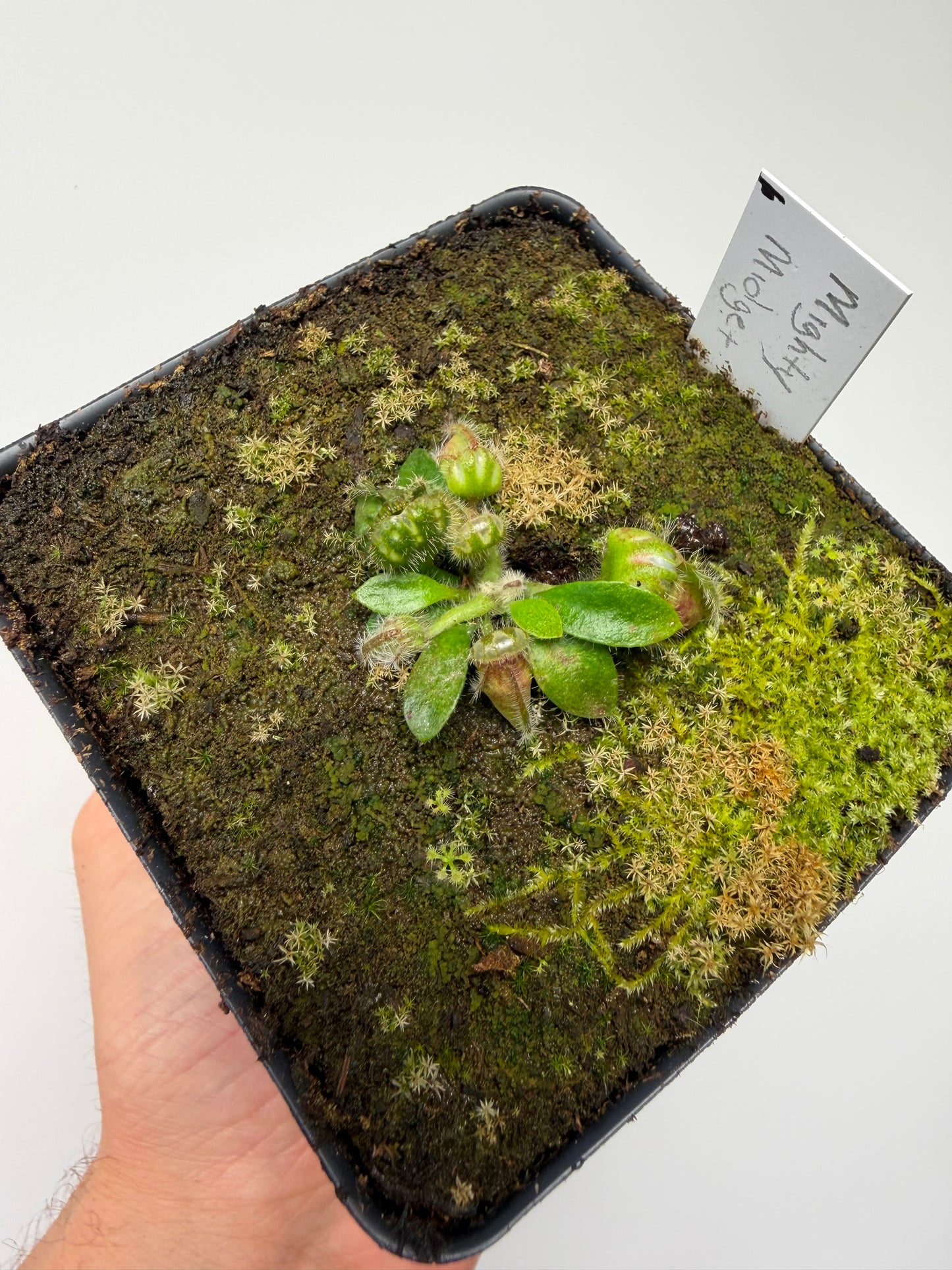 Cephalotus follicularis “Mighty Midget” - *Rare* (6)