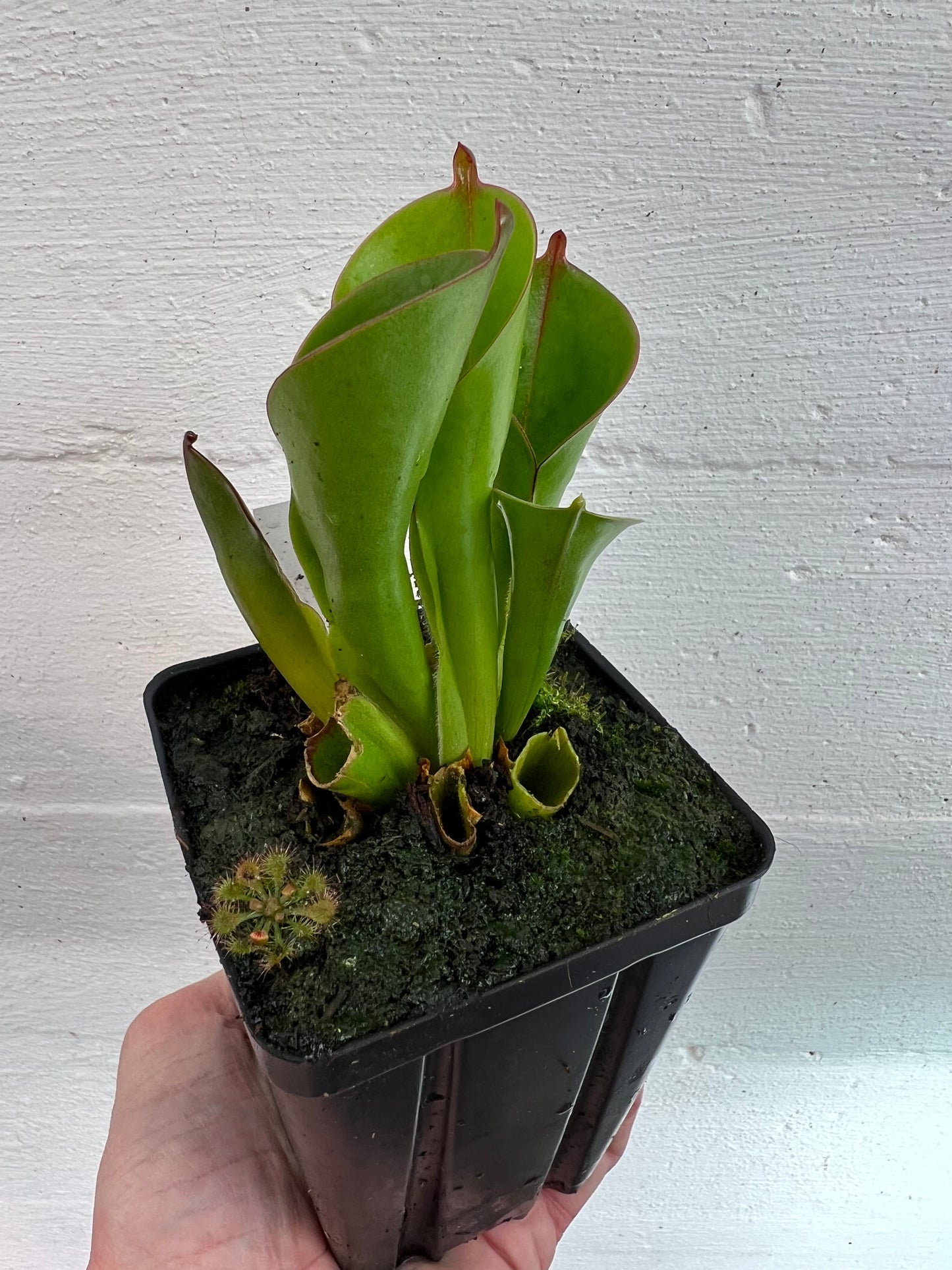 Heliamphora heterodoxa x minor