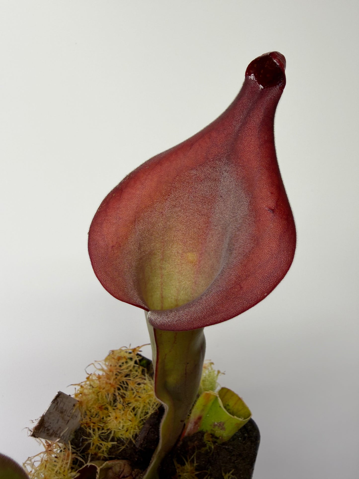 Heliamphora Nutans Giant x (tatei x folliculata) LC1
