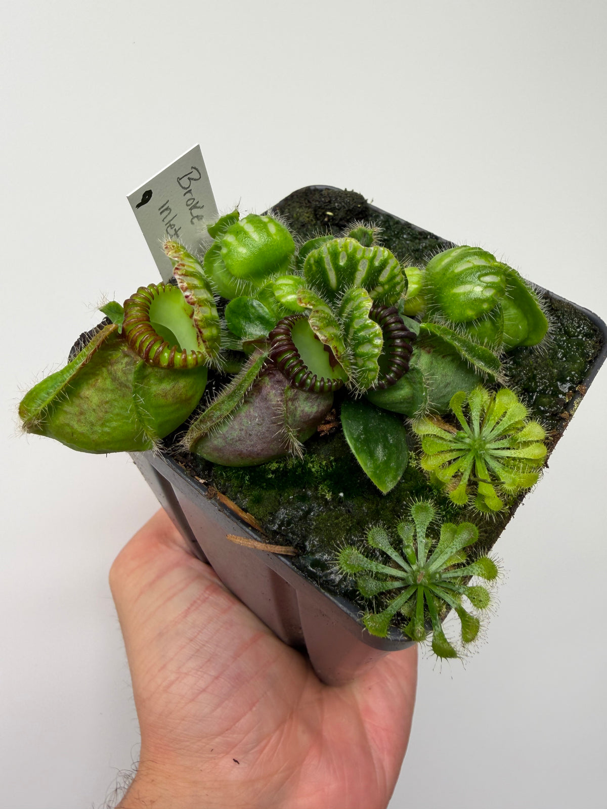 Cephalotus follicularis “Broke Inlet” (9)