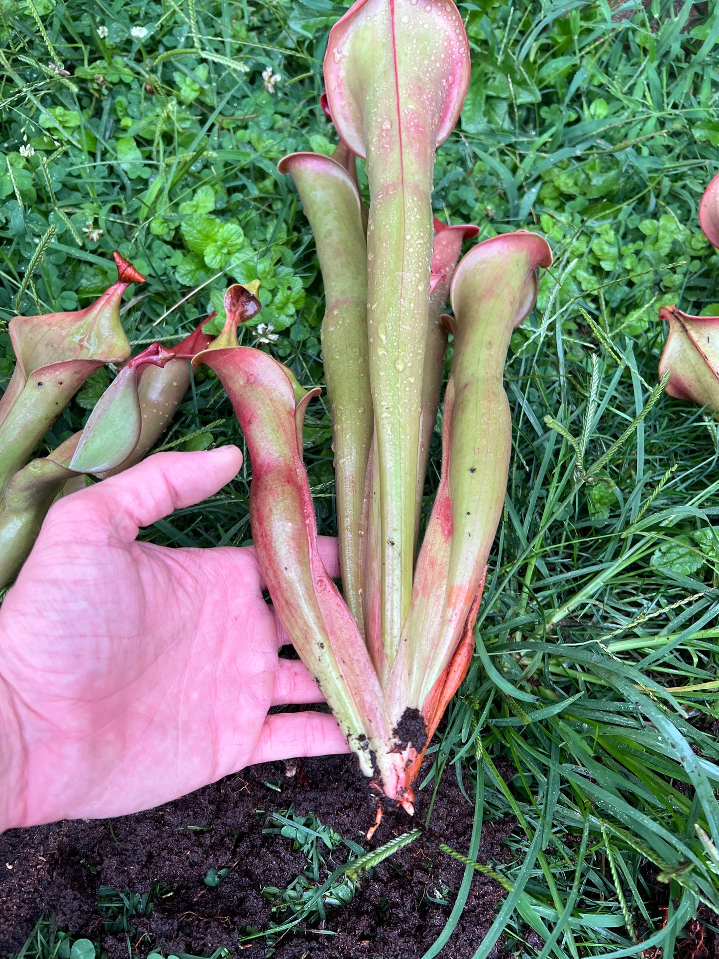 Heliamphora “Godzilla” - Fresh Divisions
