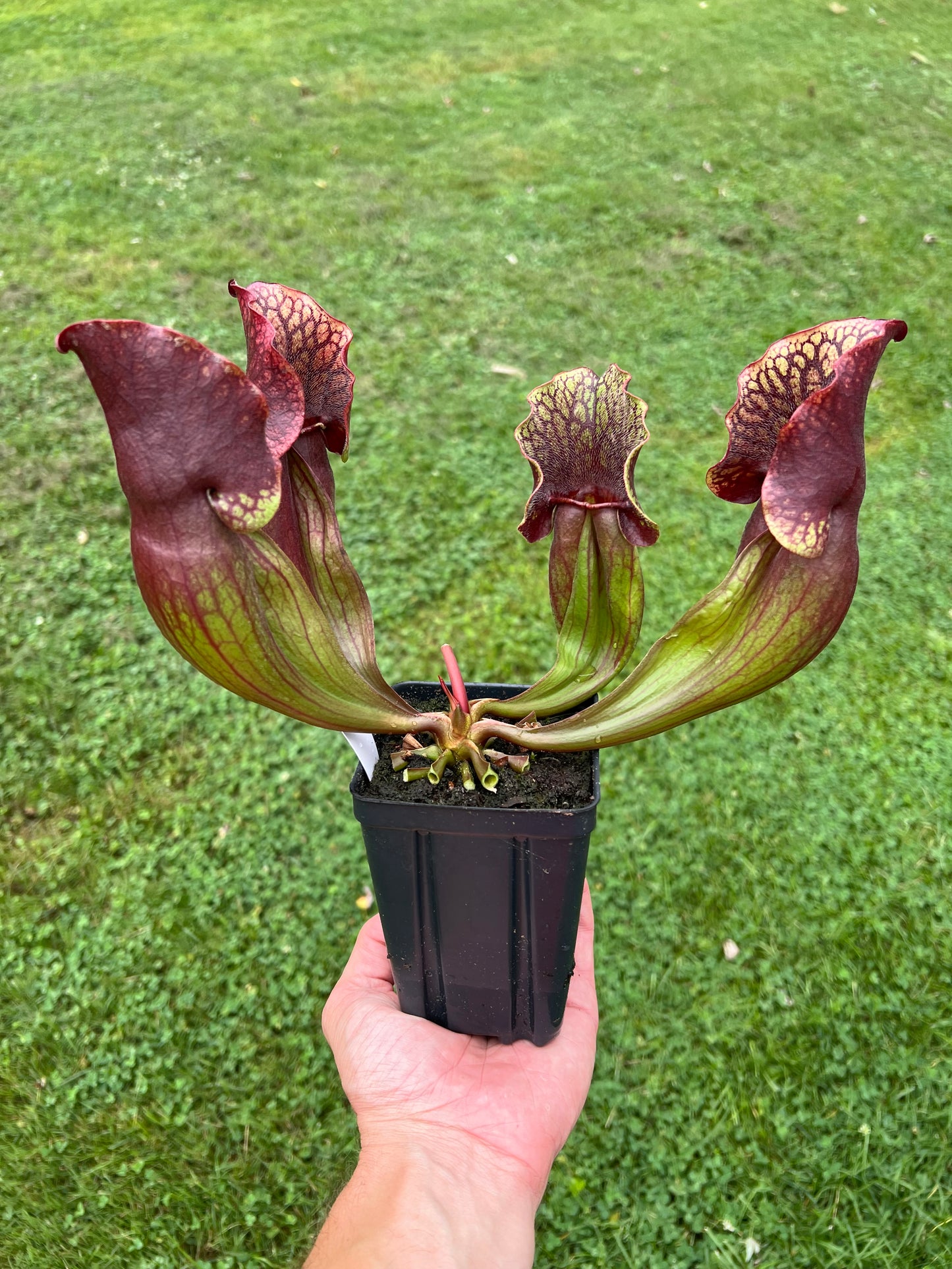 Sarracenia purpurea ssp. purpurea “Special” #8