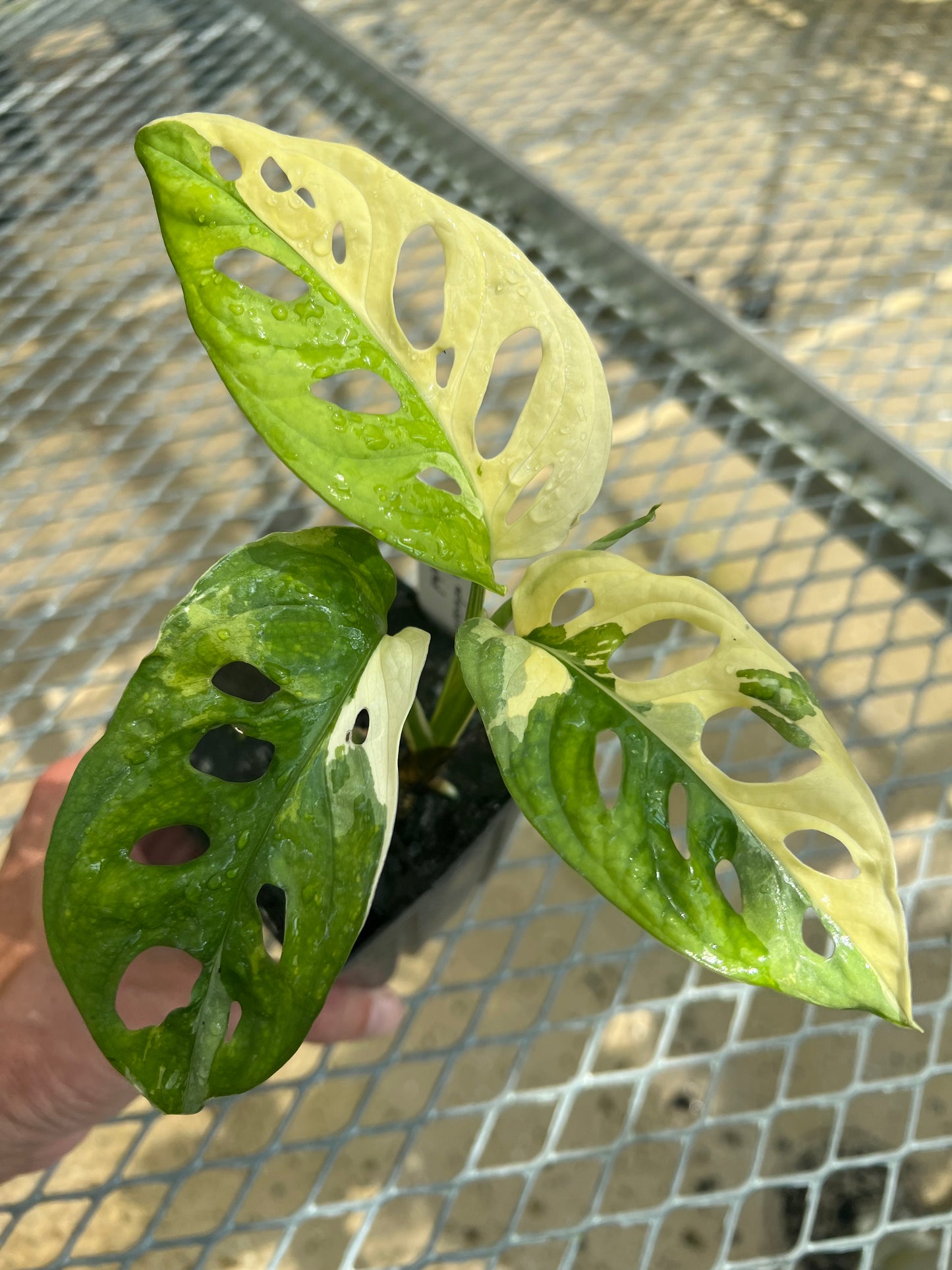 Monstera adansonii “Tricolor” LC