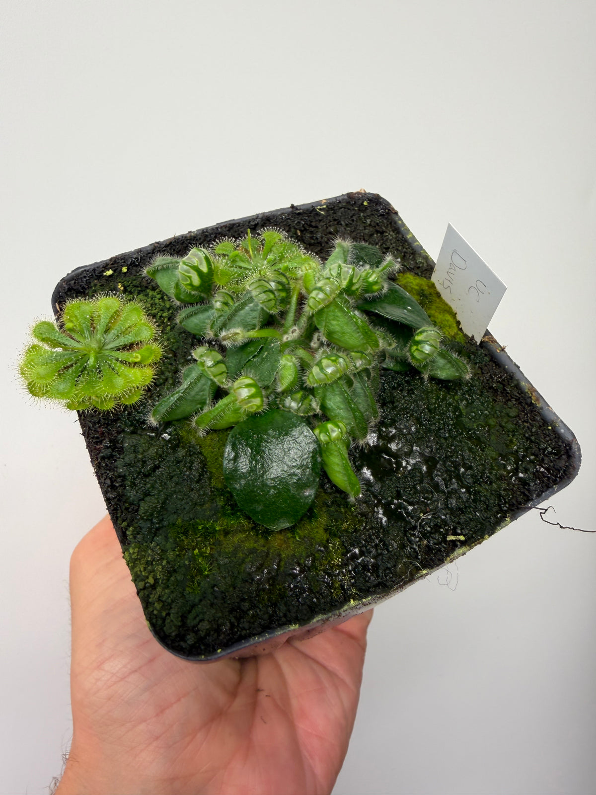 Cephalotus follicularis “UC Davis”