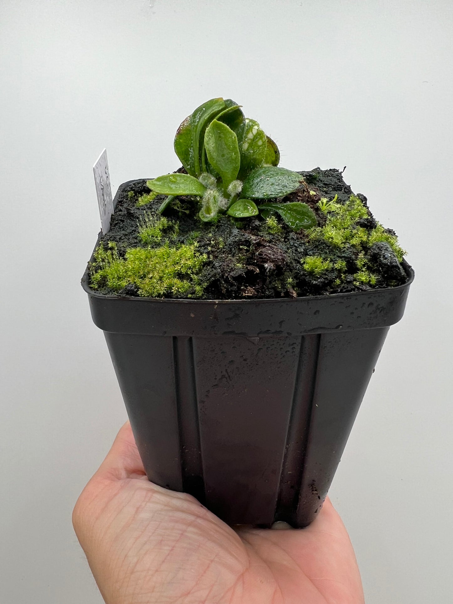 Cephalotus follicularis “UC Davis”