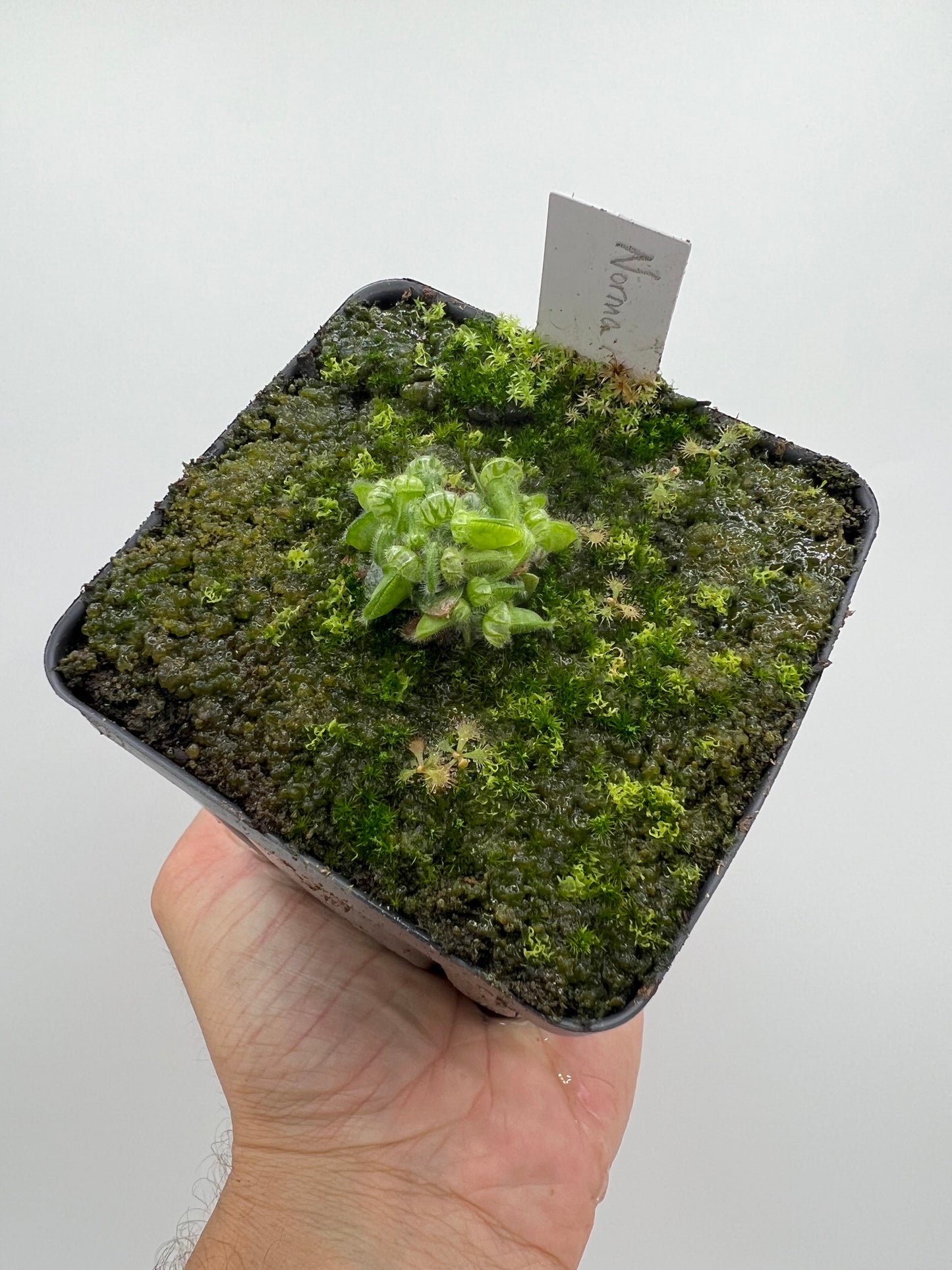 Cephalotus follicularis “Norma”