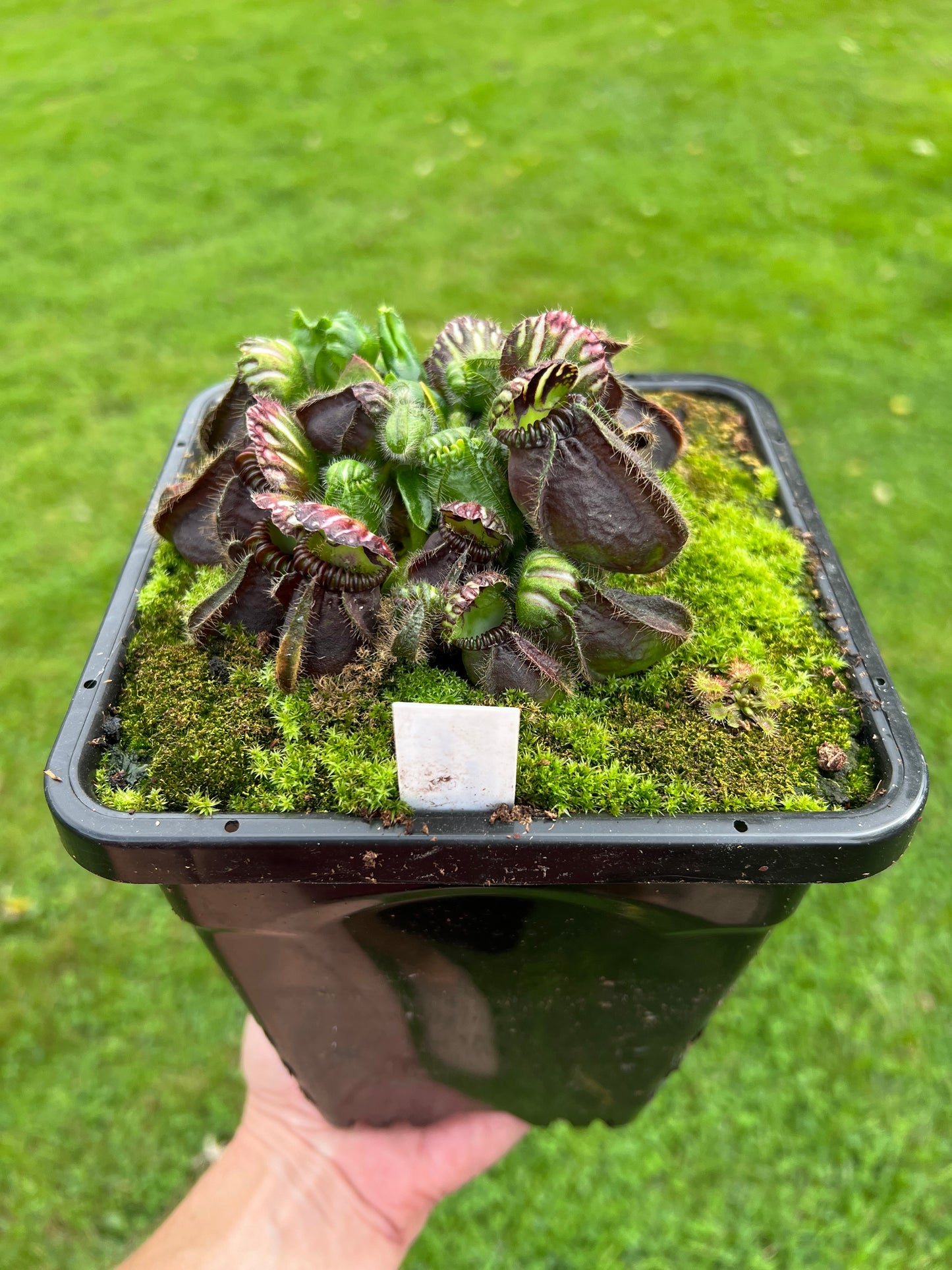 Cephalotus follicularis “Thomas Carow”
