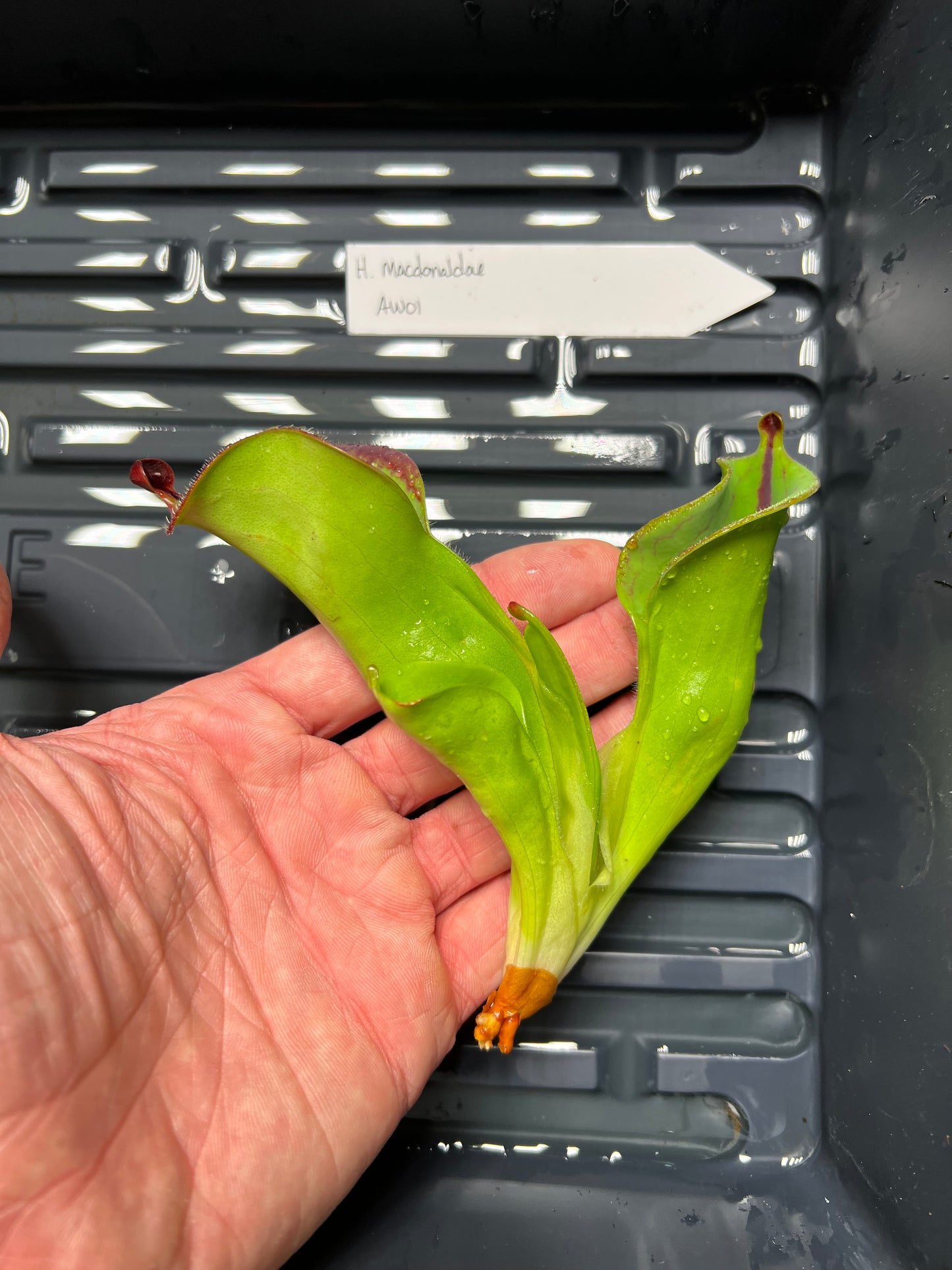 Heliamphora macdonaldae AW01 - Fresh Division - *Rare*