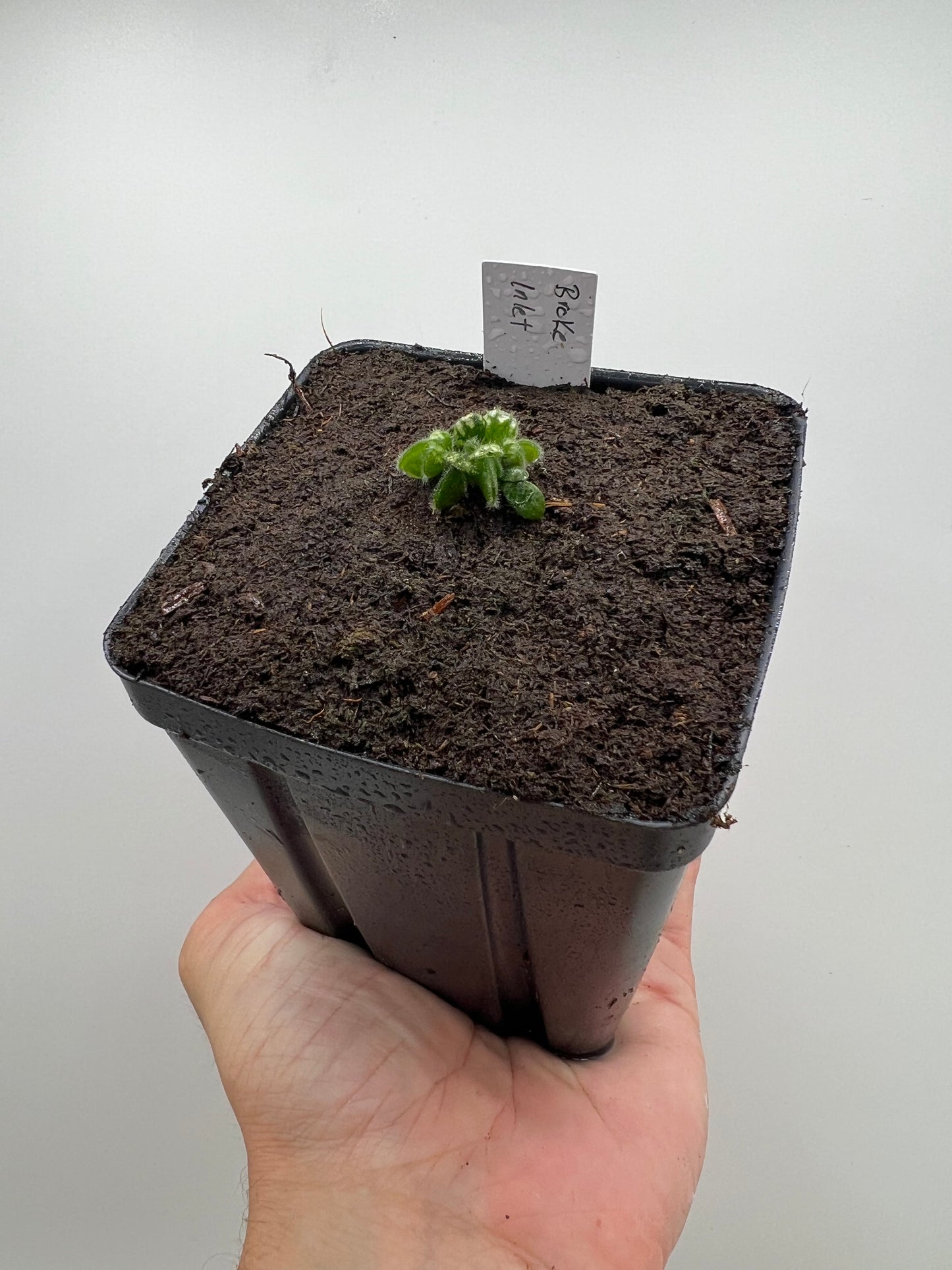 Cephalotus follicularis “Broke Inlet”