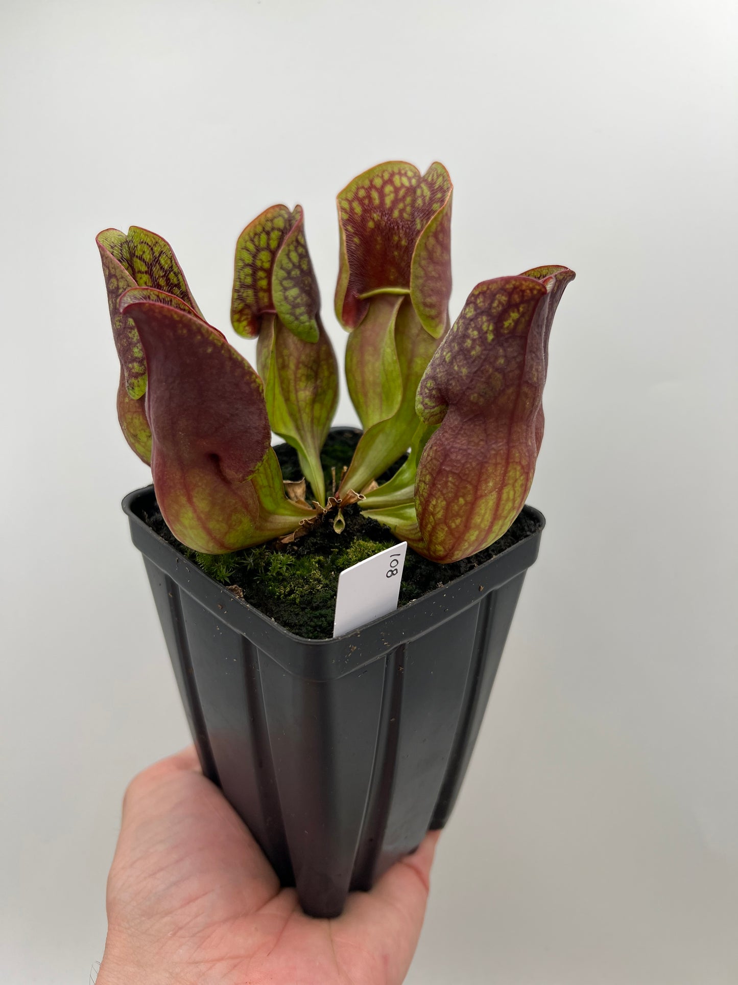 Sarracenia purpurea ssp. purpurea (Centre Co, PA) - Seed Grown #108