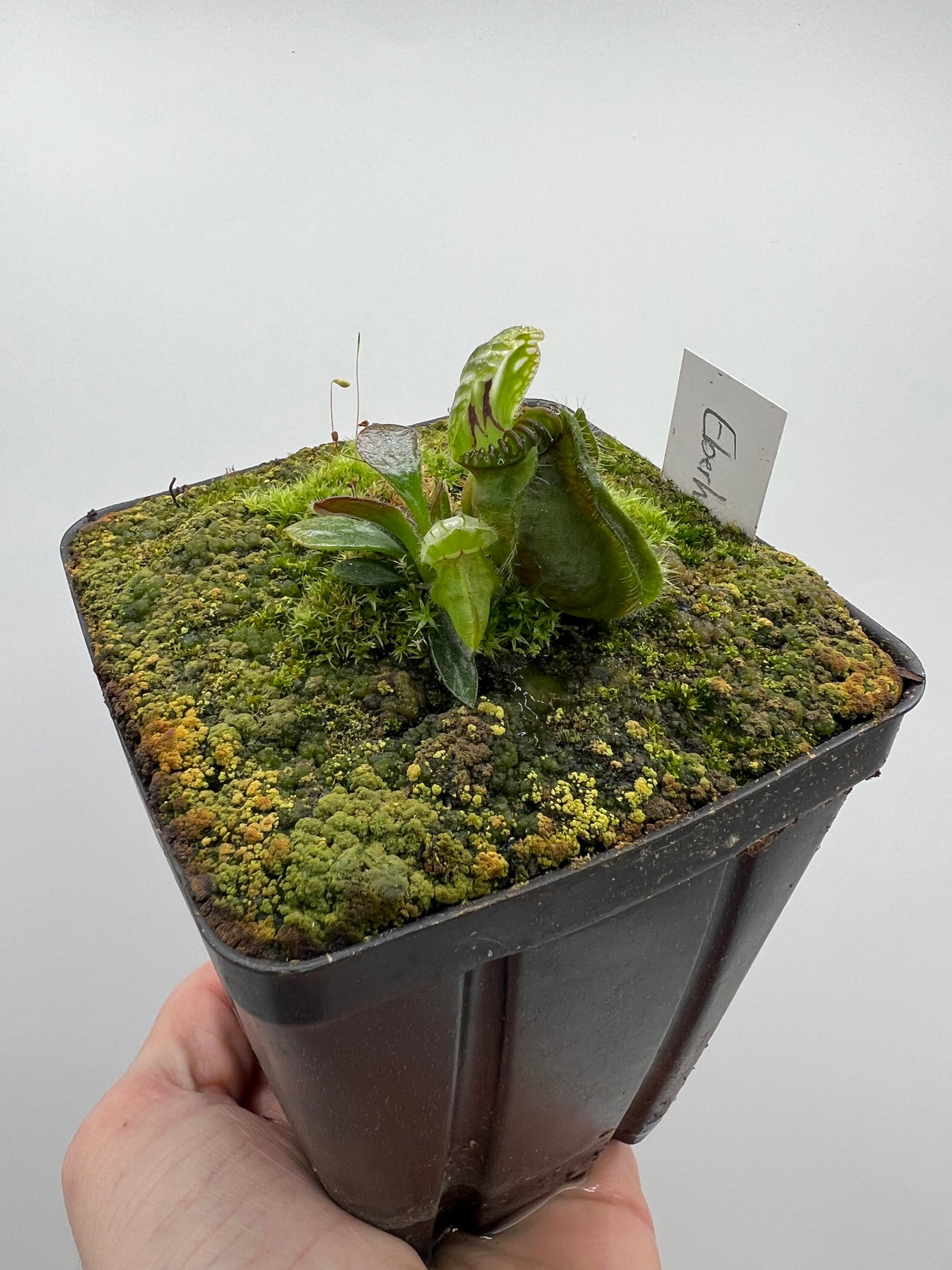 Cephalotus follicularis “Dr. Eberhard König”