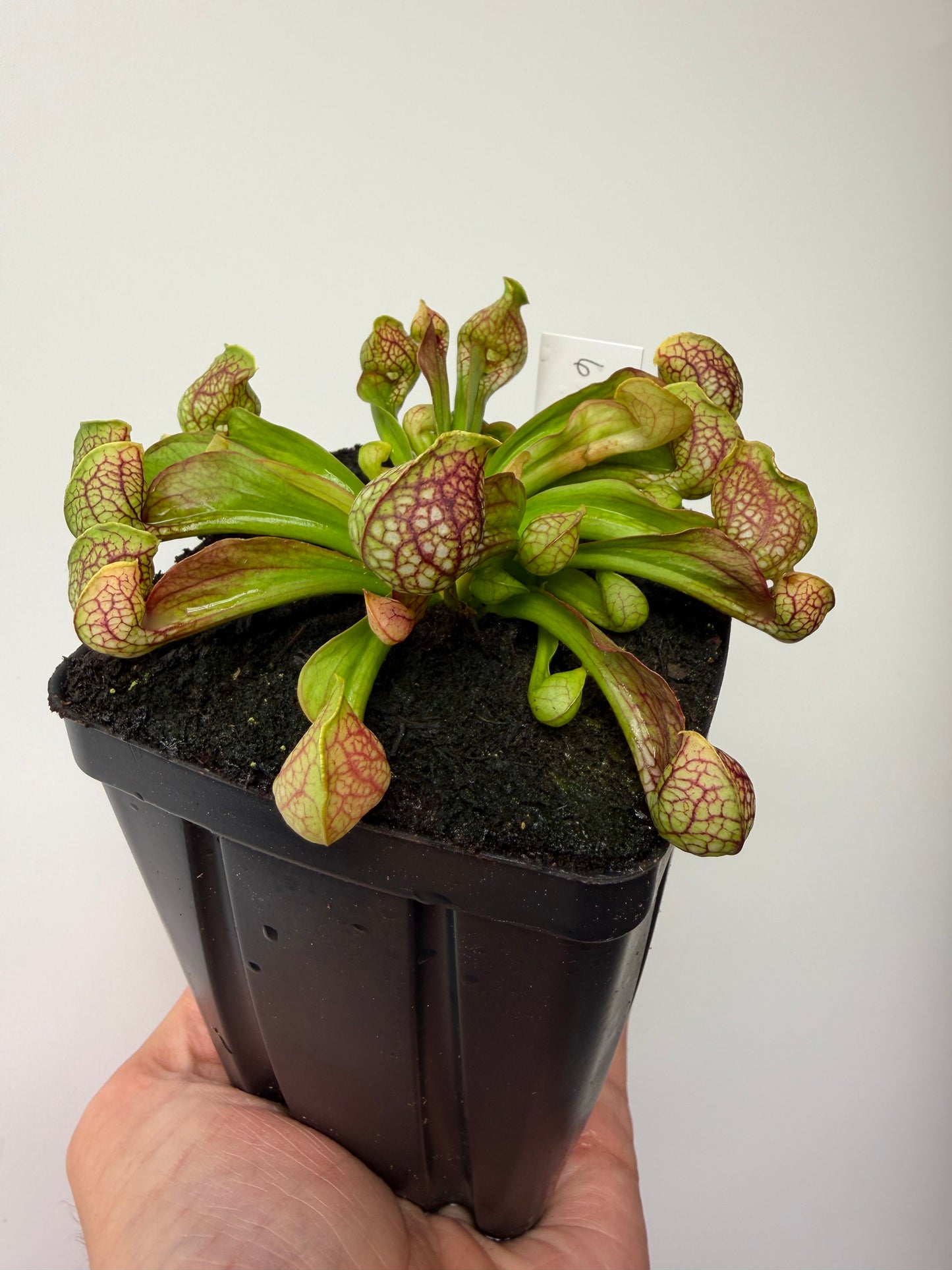 Sarracenia psittacina - “Turkey Hen Creek” - Seed Grown (6)