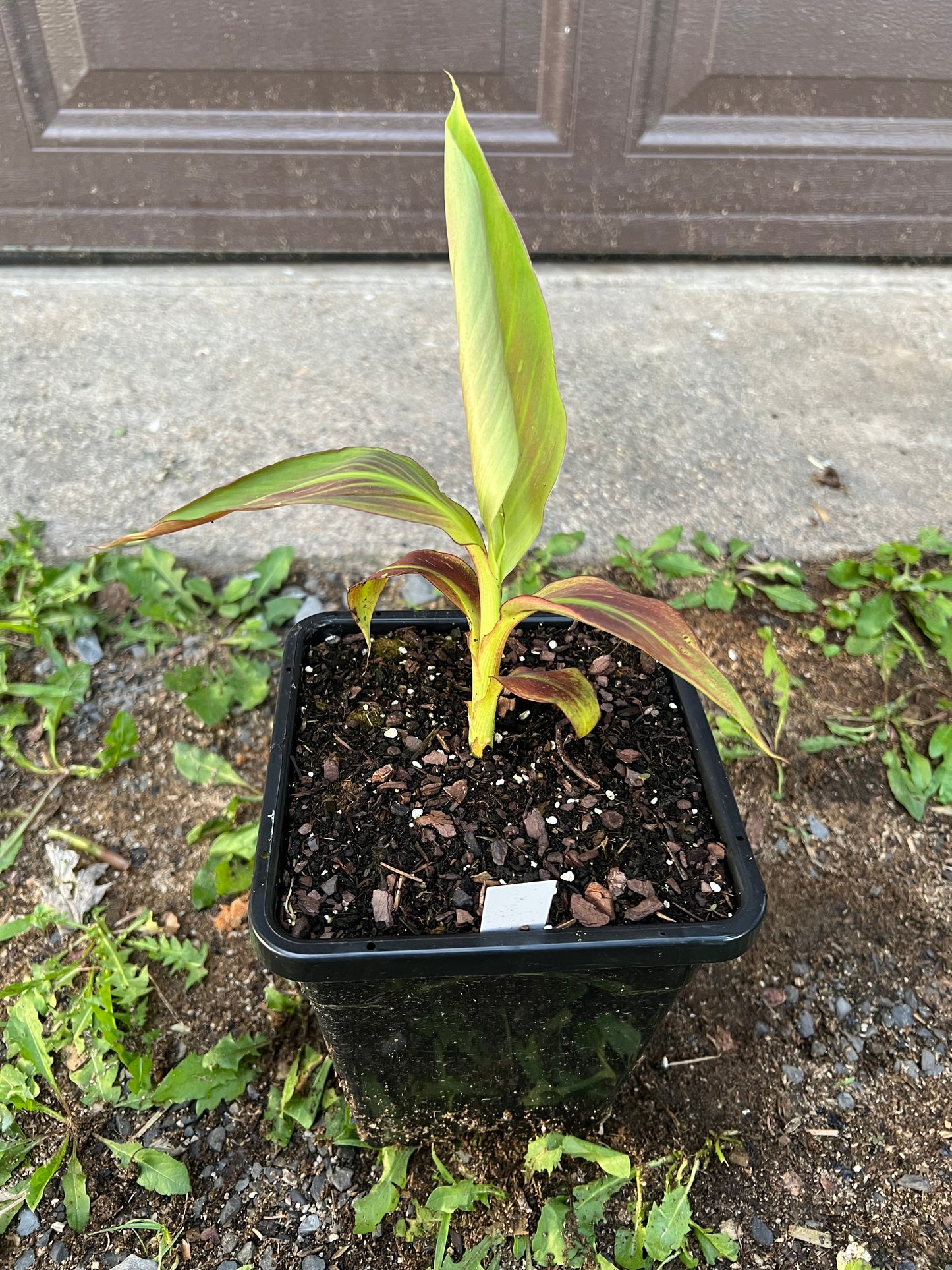 Musa ‘Siam Ruby’
