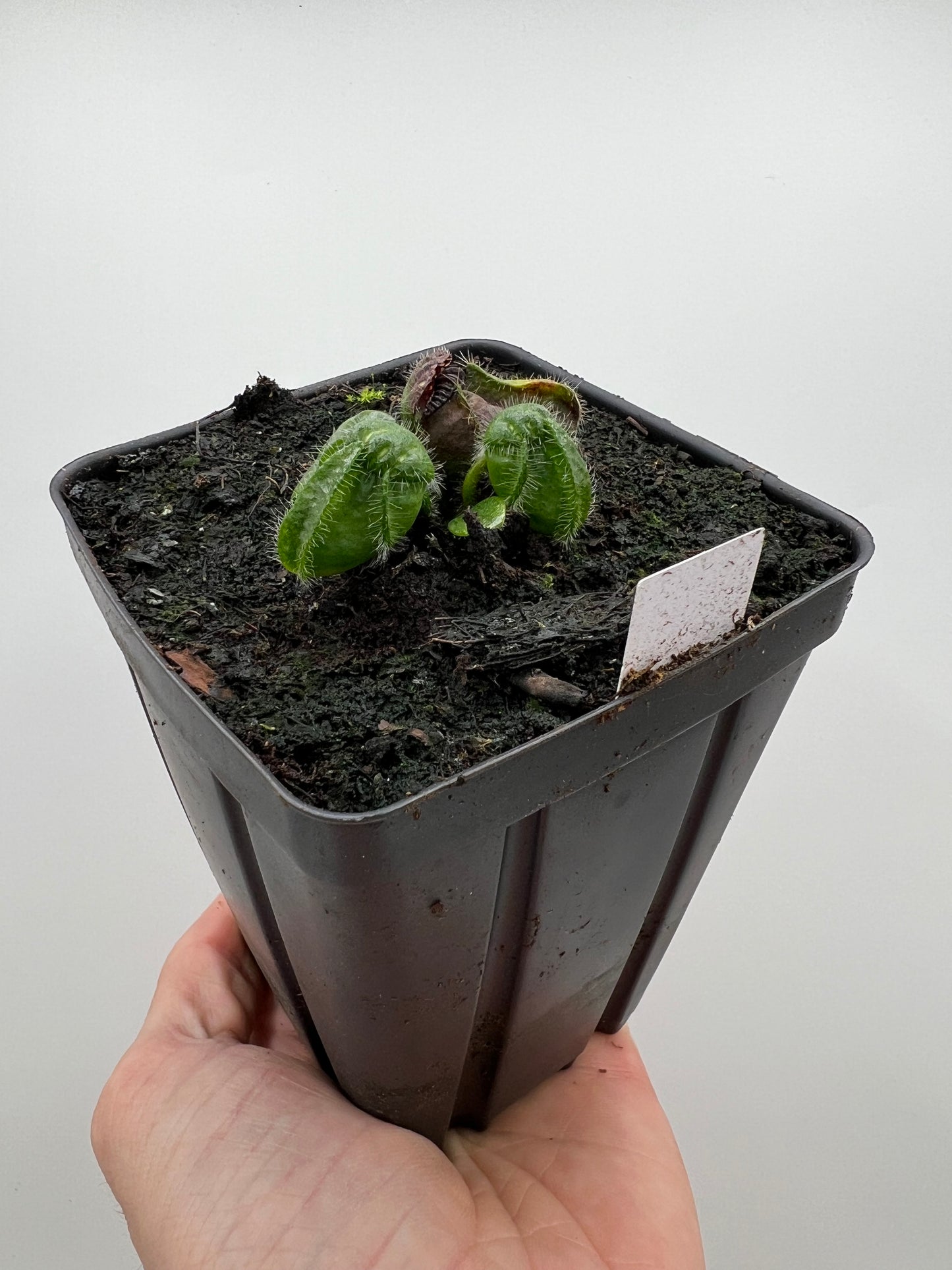 Cephalotus follicularis “Vigorous Clumping” - Stephen Morley