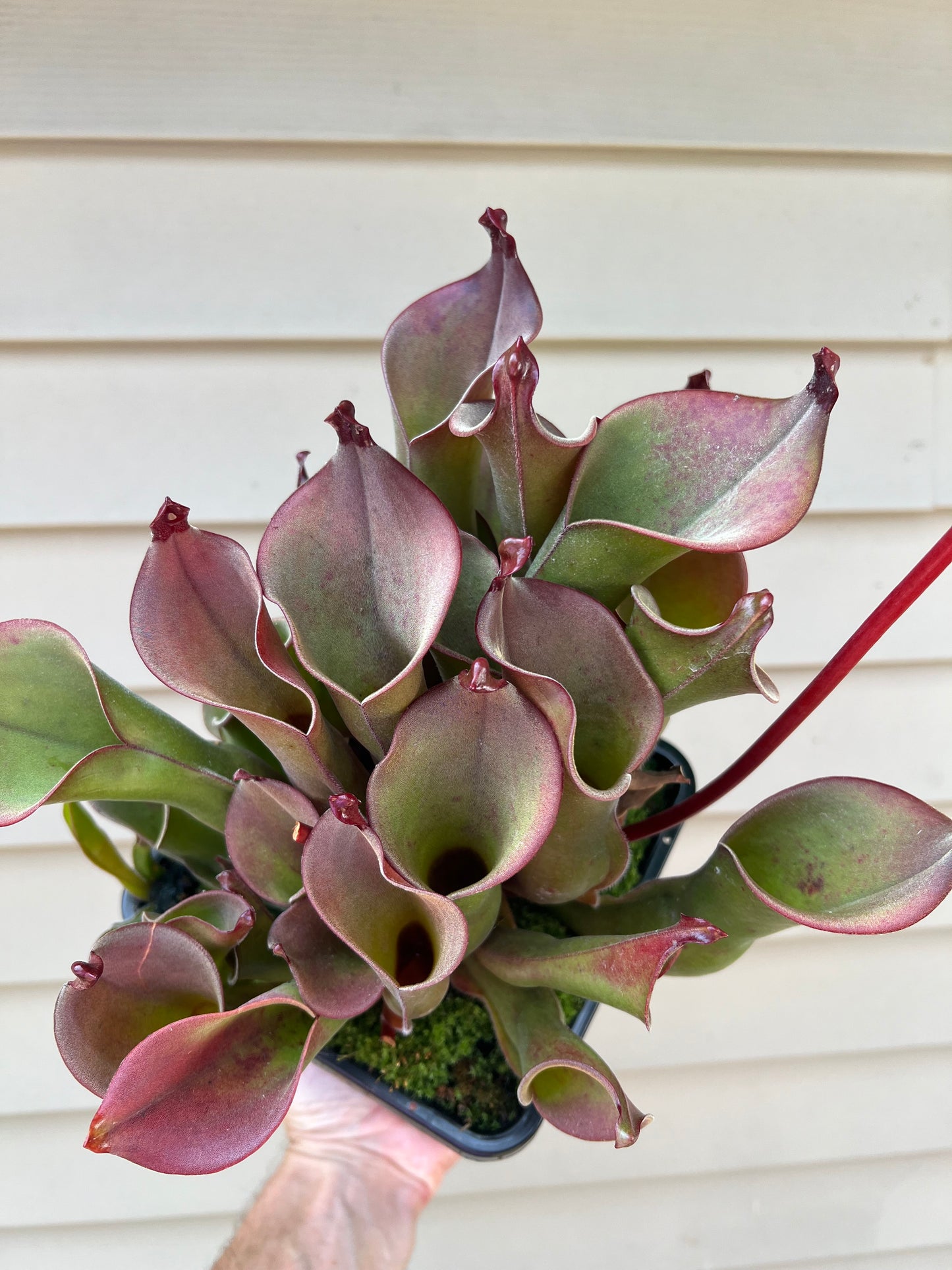 Heliamphora spec. Akopan x (heterodoxa x ionasi) #1 - Fresh Division (E)