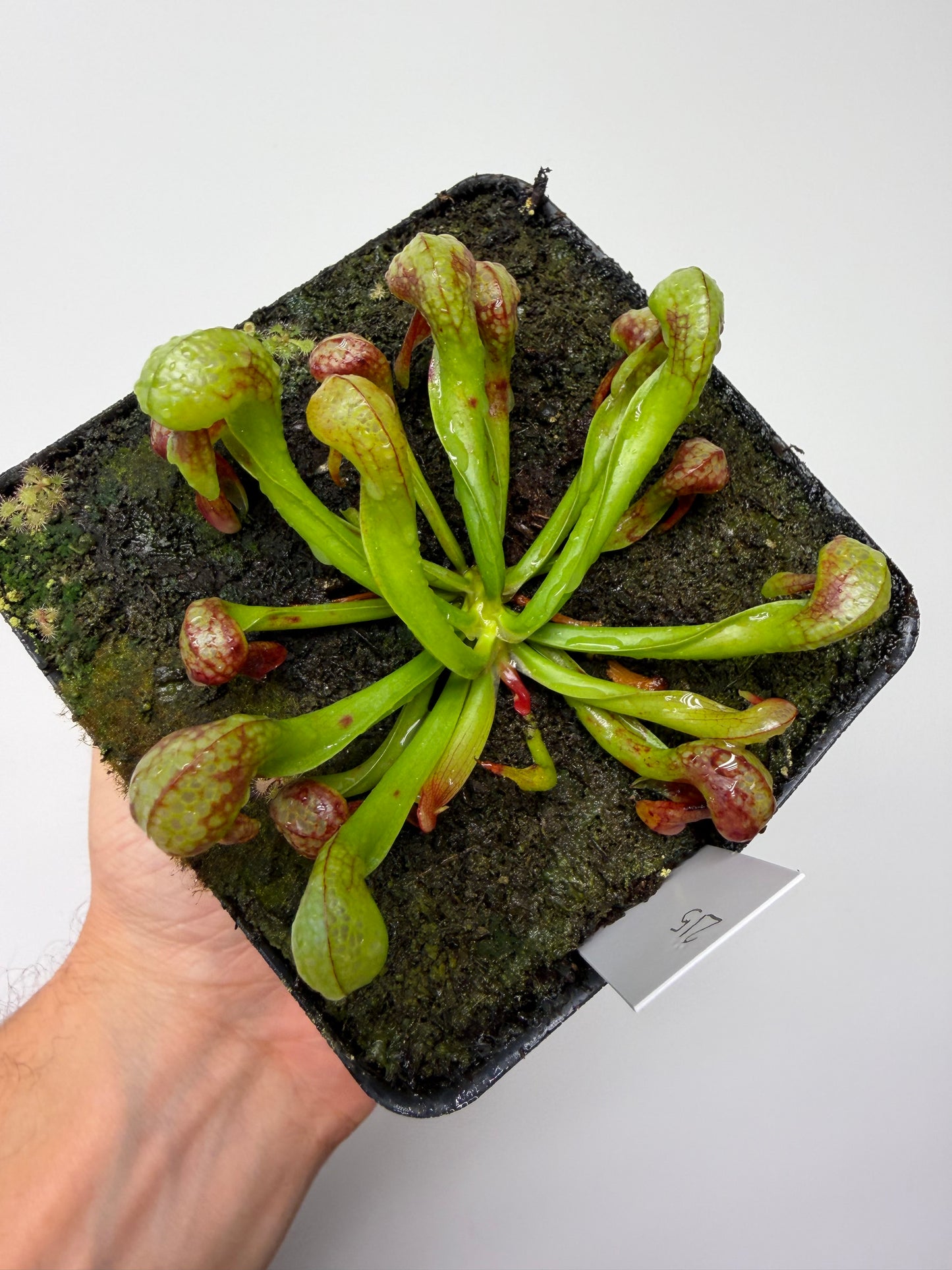 Darlingtonia californica (Cobra Pitcher Plant) - Seed Grown #215