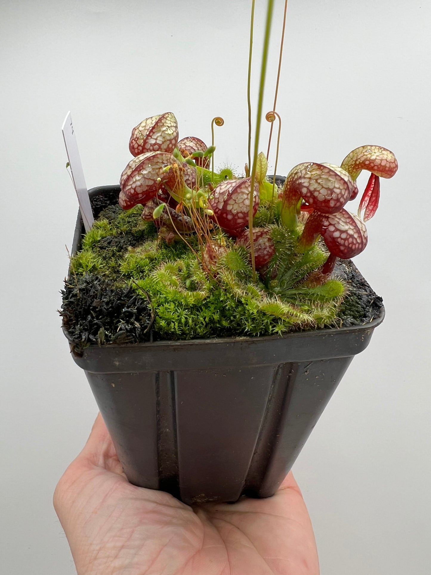 Darlingtonia californica (Cobra Pitcher Plant) - Seed Grown #74