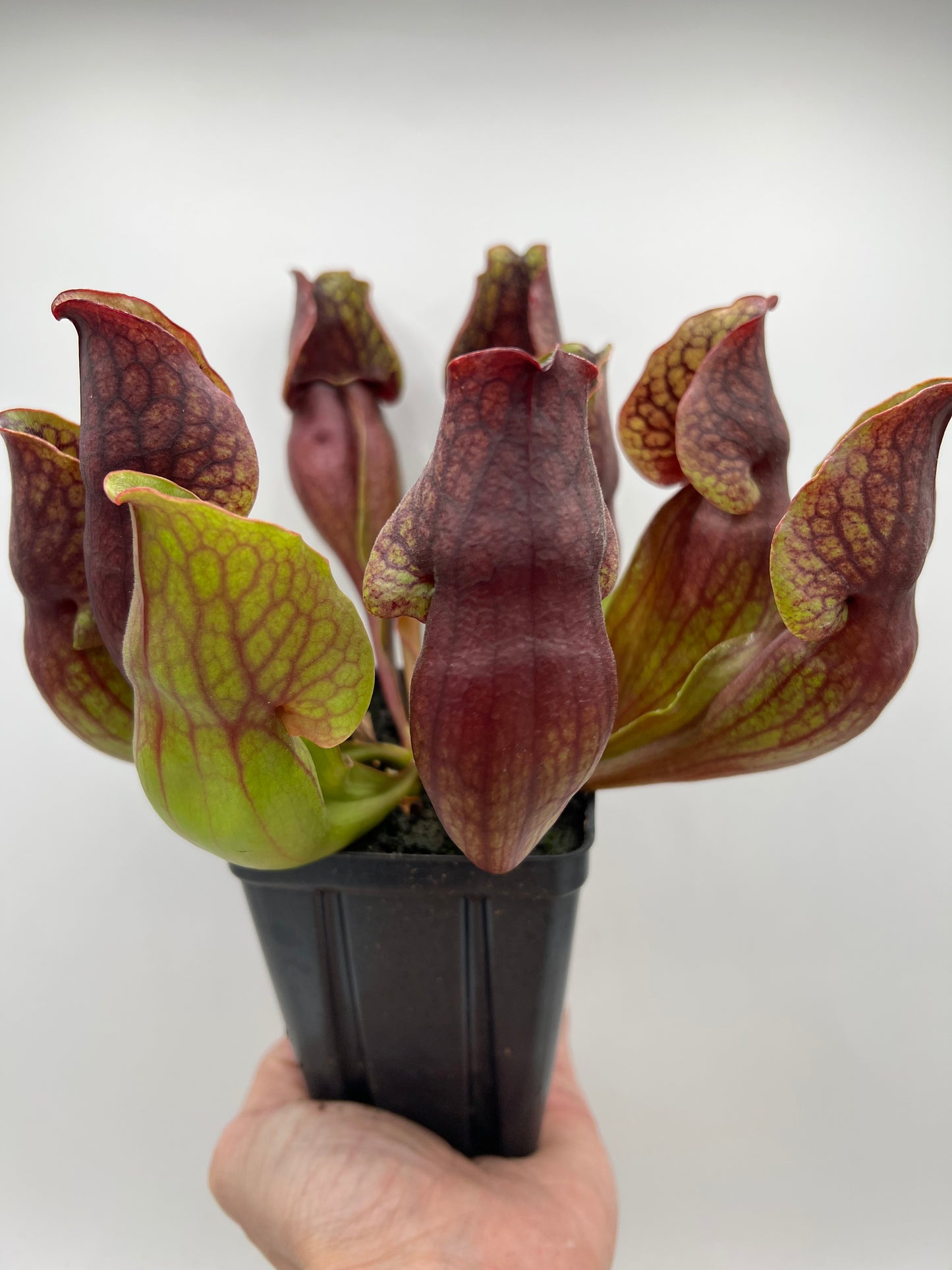 Sarracenia purpurea ssp. purpurea (Centre Co, PA) - Seed Grown #97