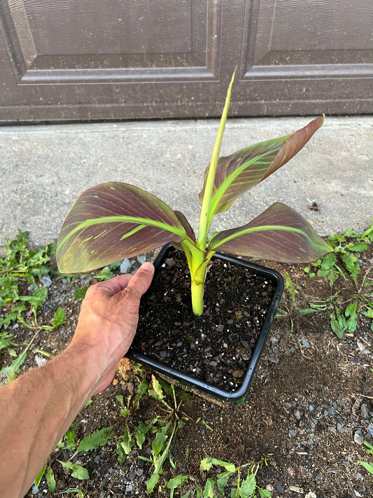 Musa ‘Siam Ruby’
