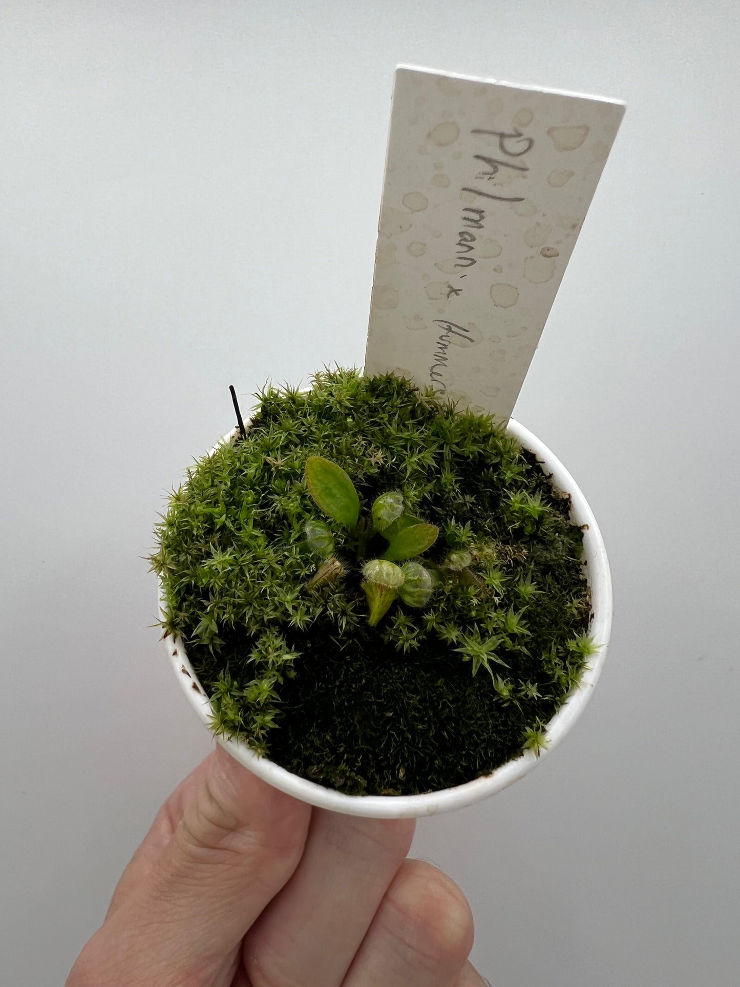 Cephalotus follicularis “Phil Mann” x “Hummers Giant”