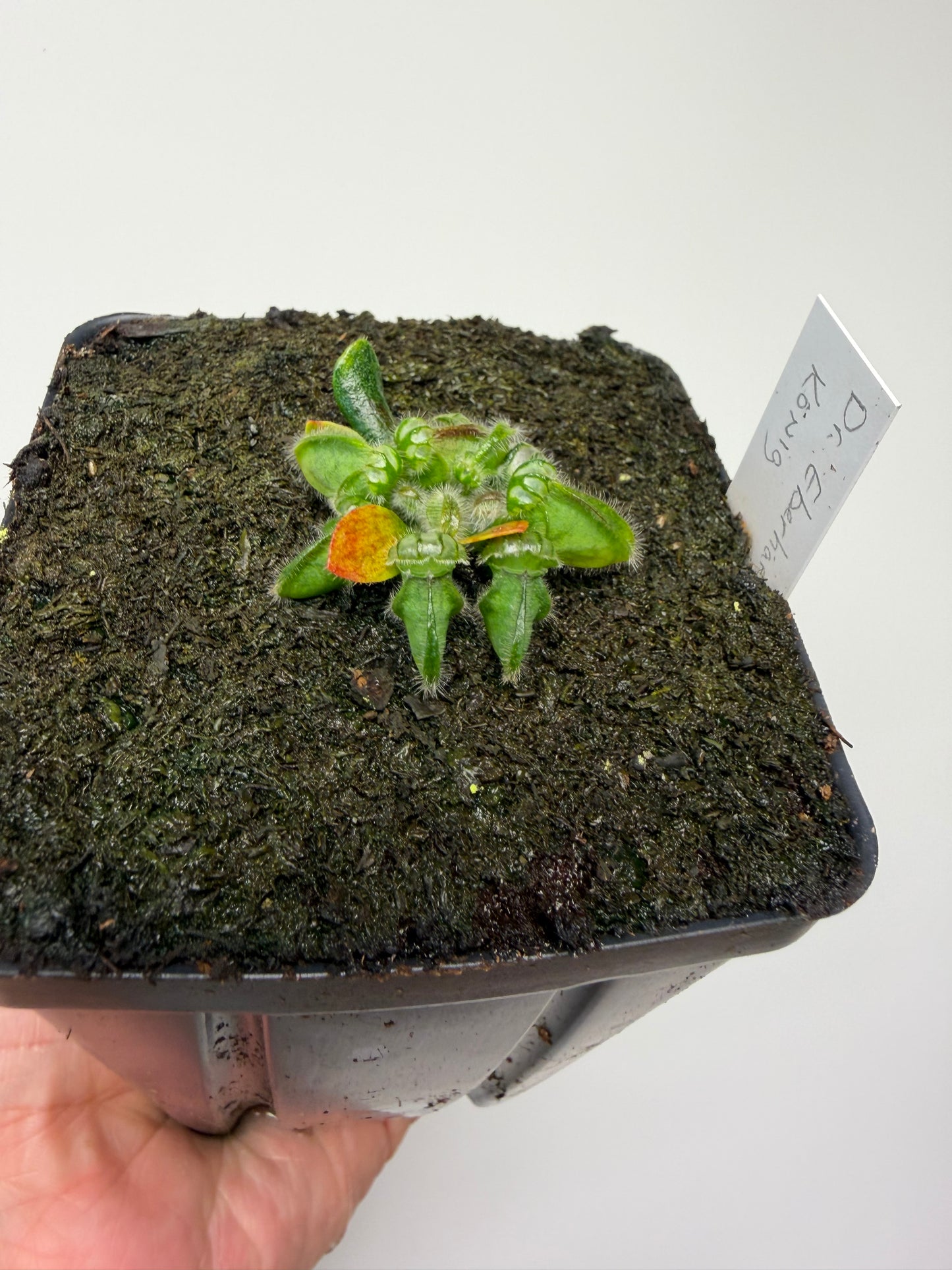 Cephalotus follicularis “Dr. Eberhard König”